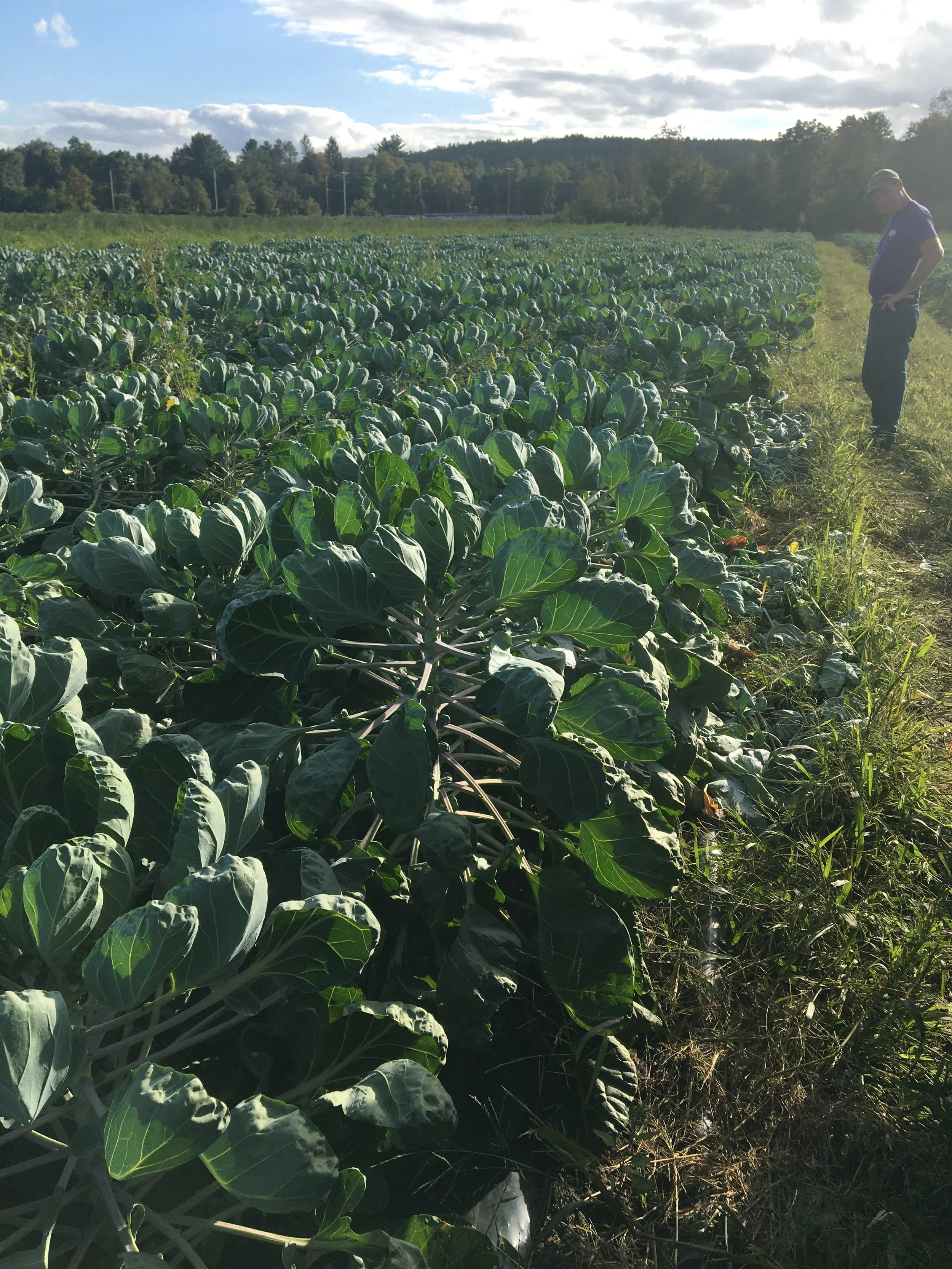 Dick's Market Garden Inc