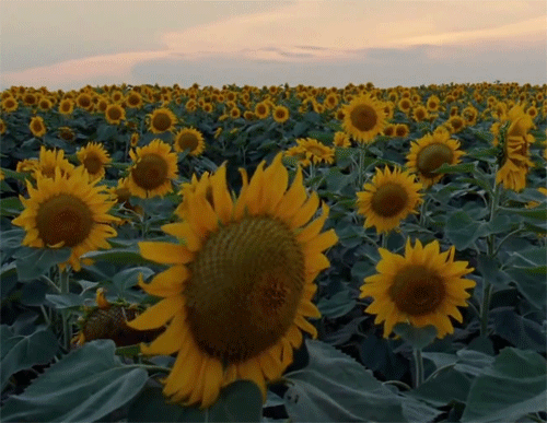 sunflowers.gif
