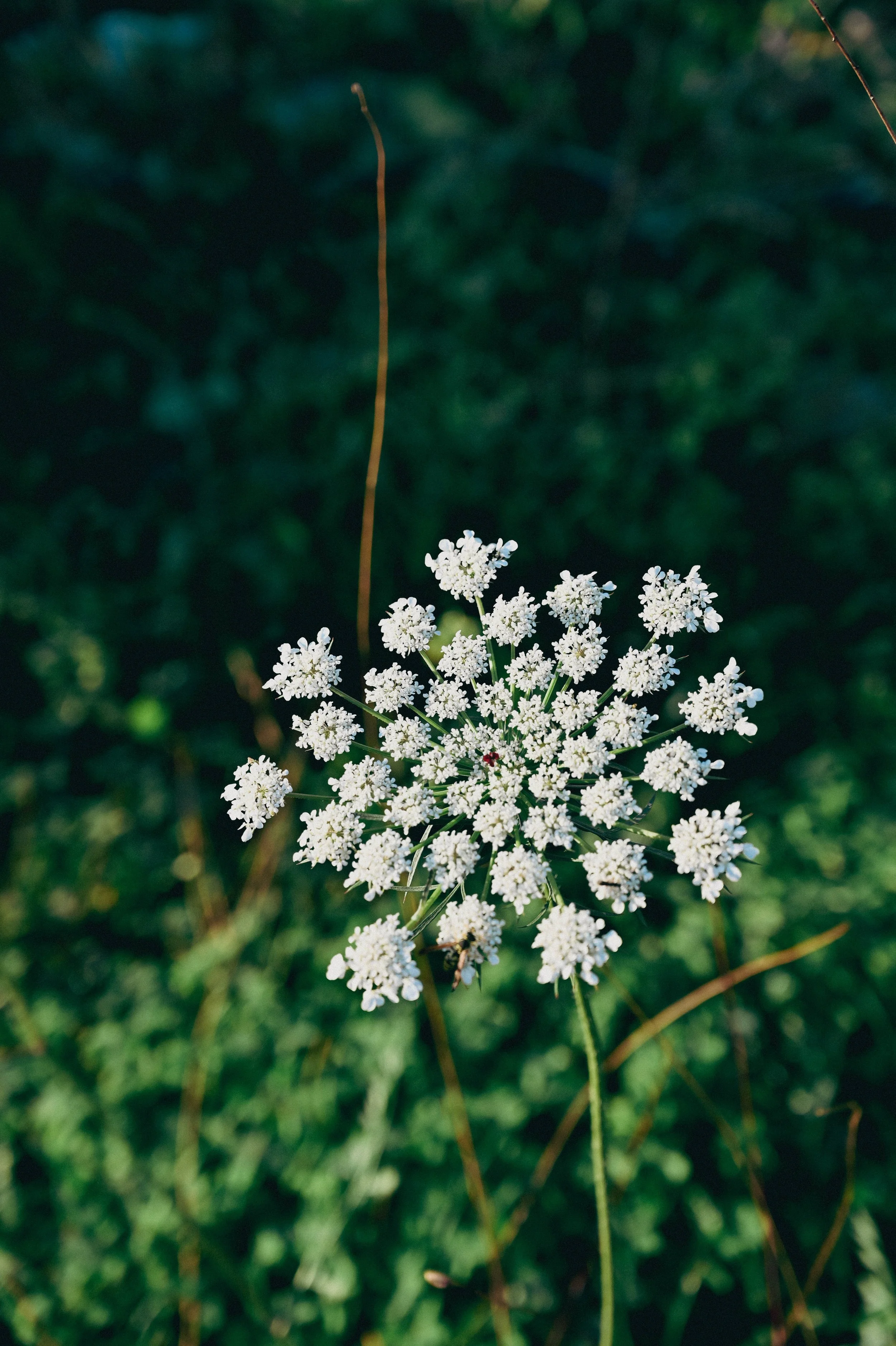DSC_0296lightroom_01.jpg