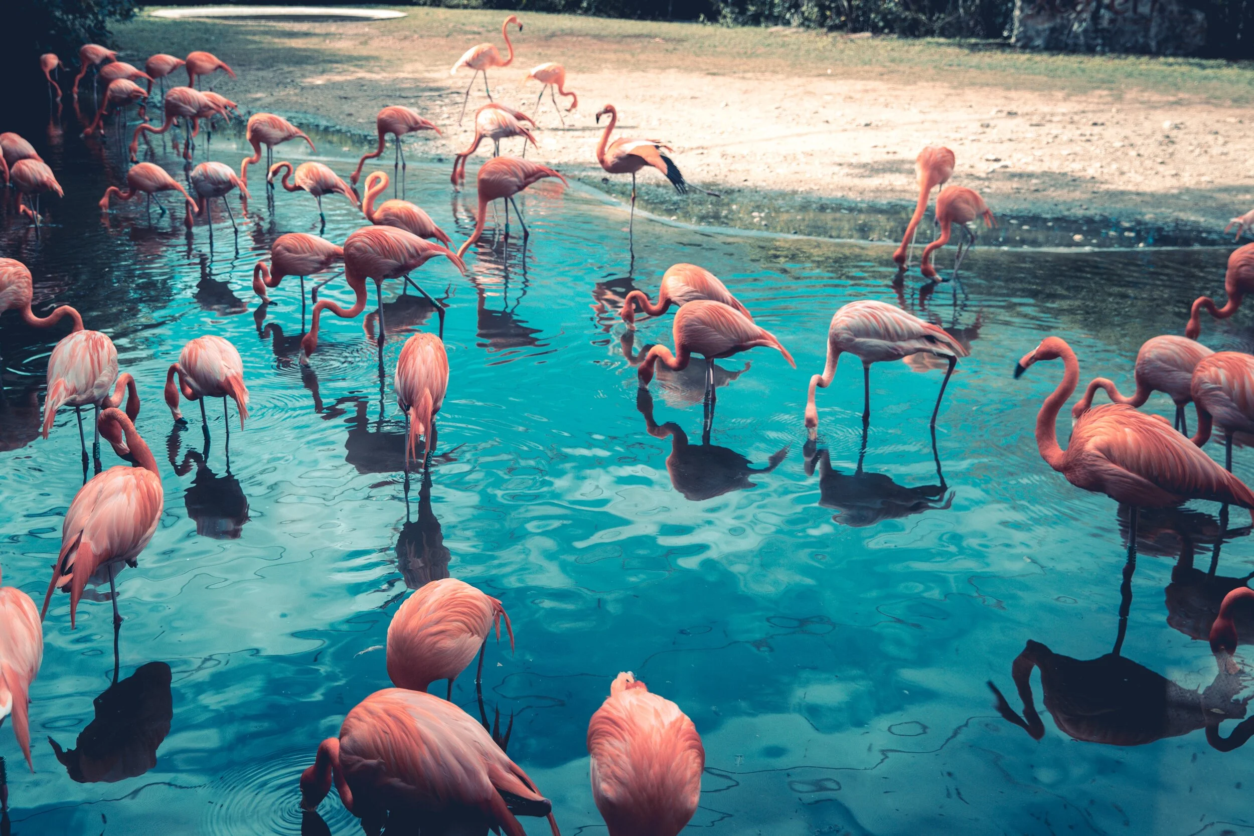 flamingo2-unsplash.jpg