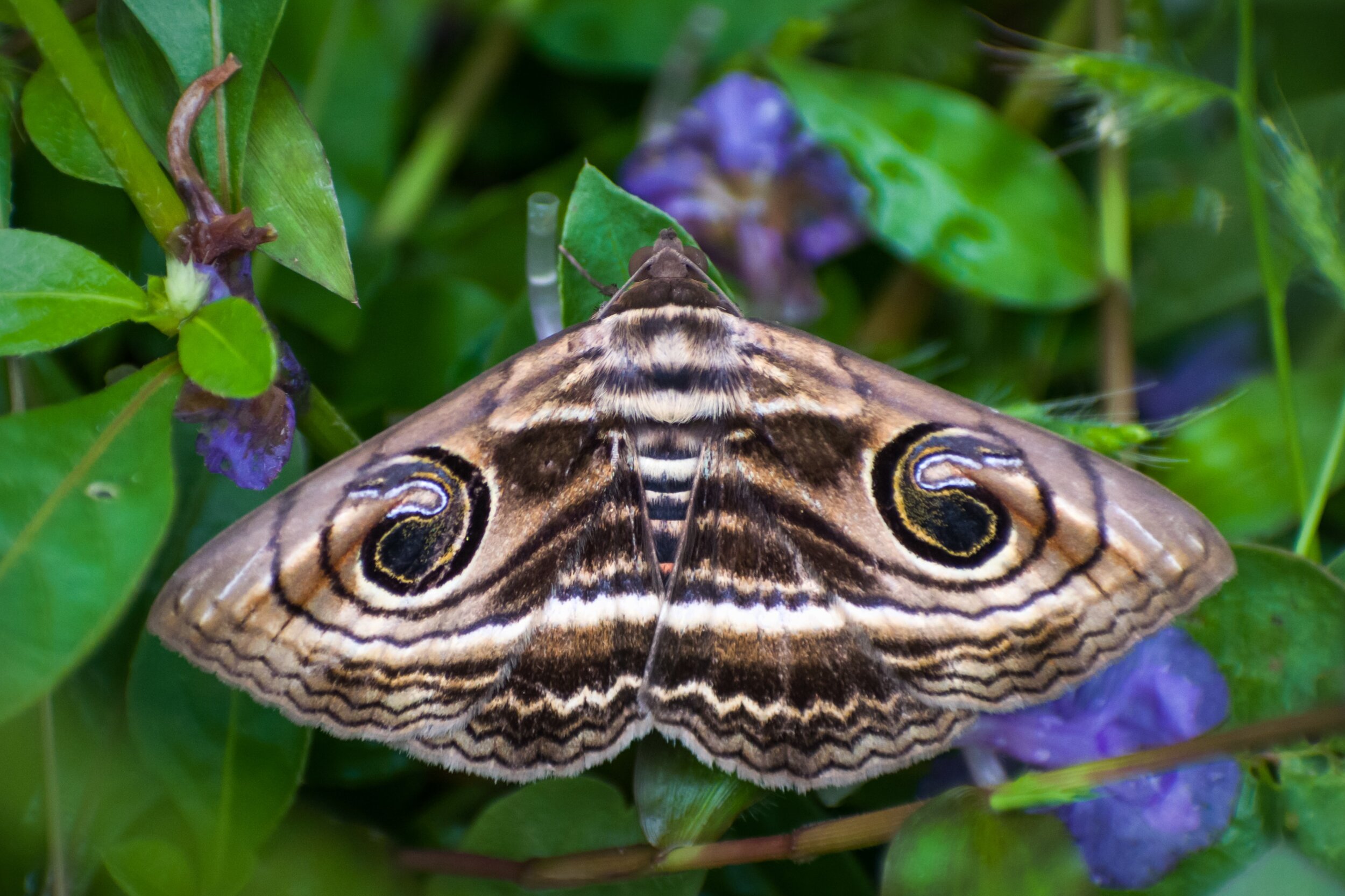 moth heading.jpg