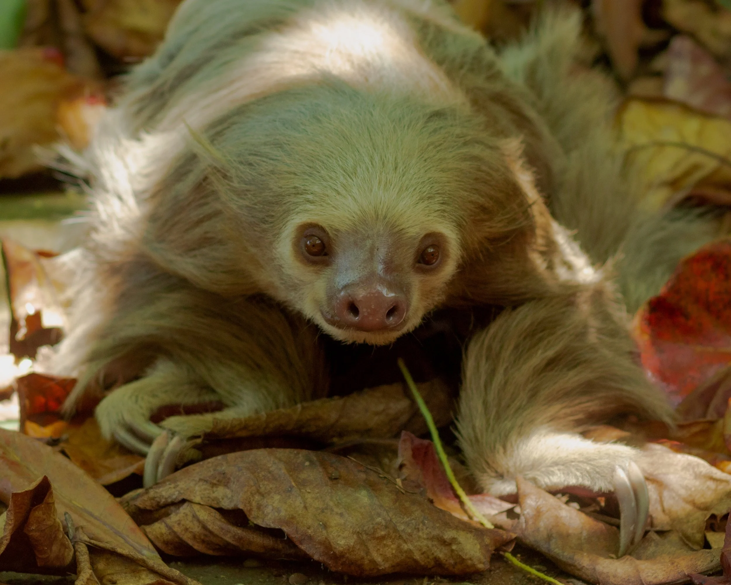 What I Learned from a Sloth and a Little Book