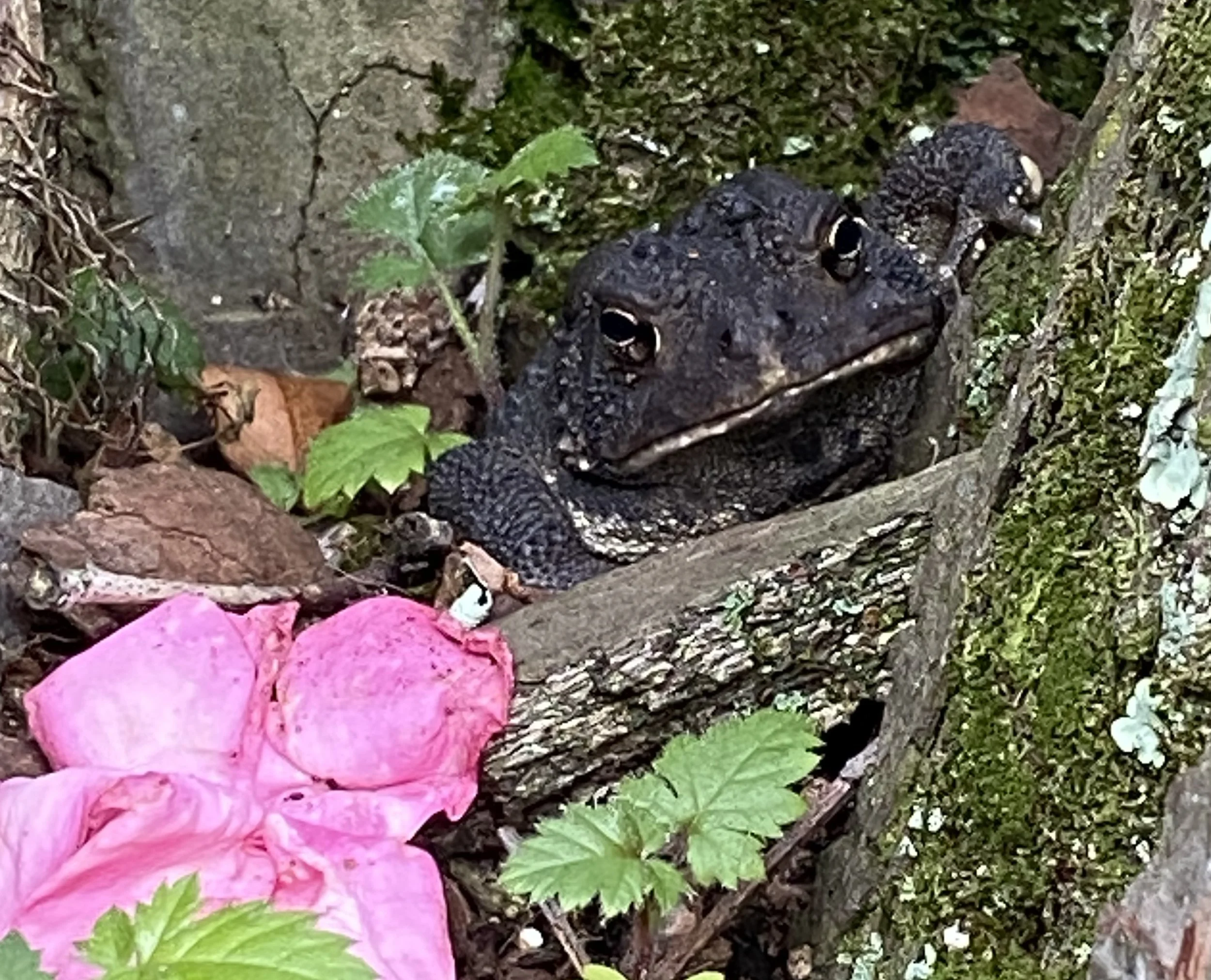 Mother Toad.