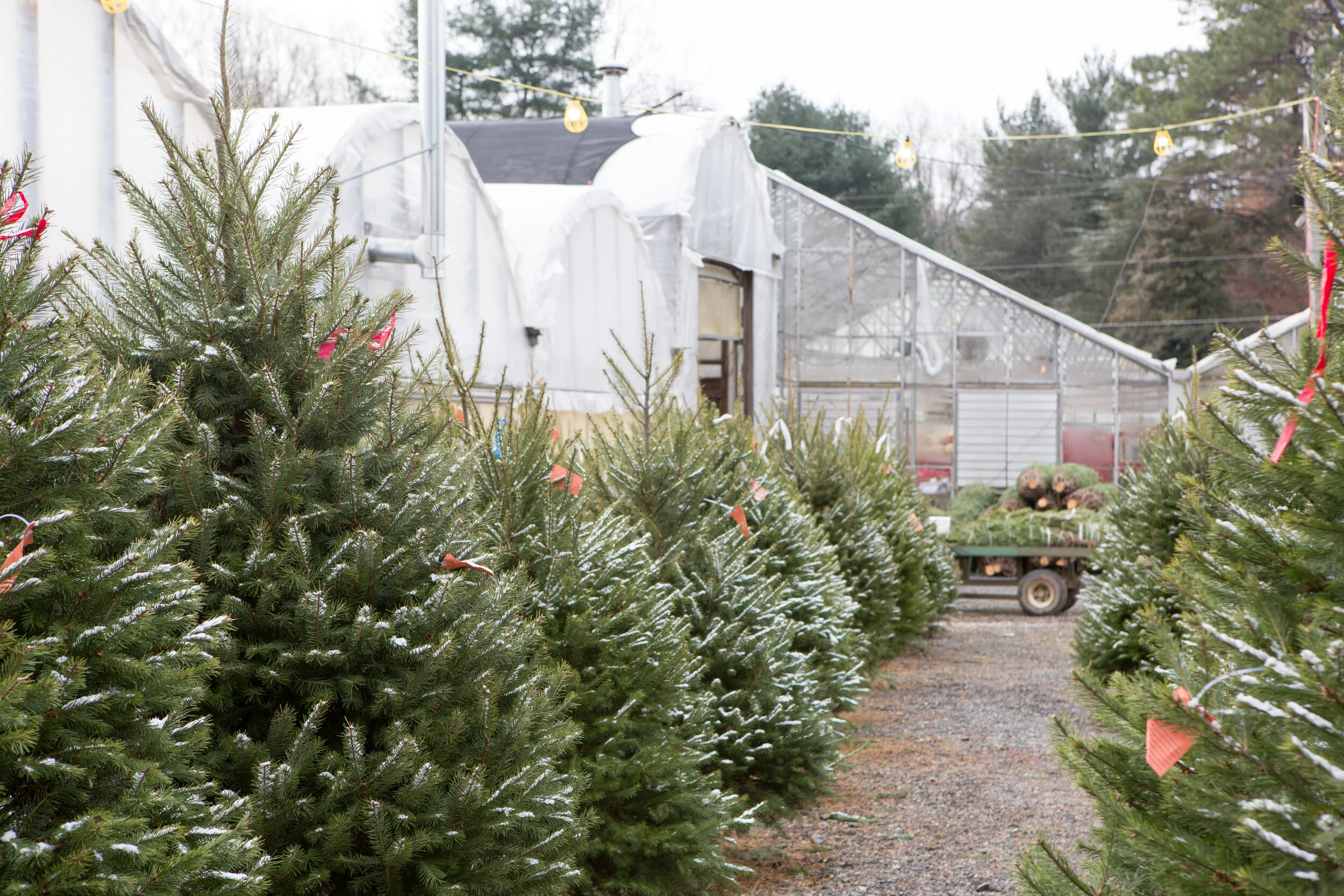 Wedgewood Gardens 12-8-2018-4.jpg