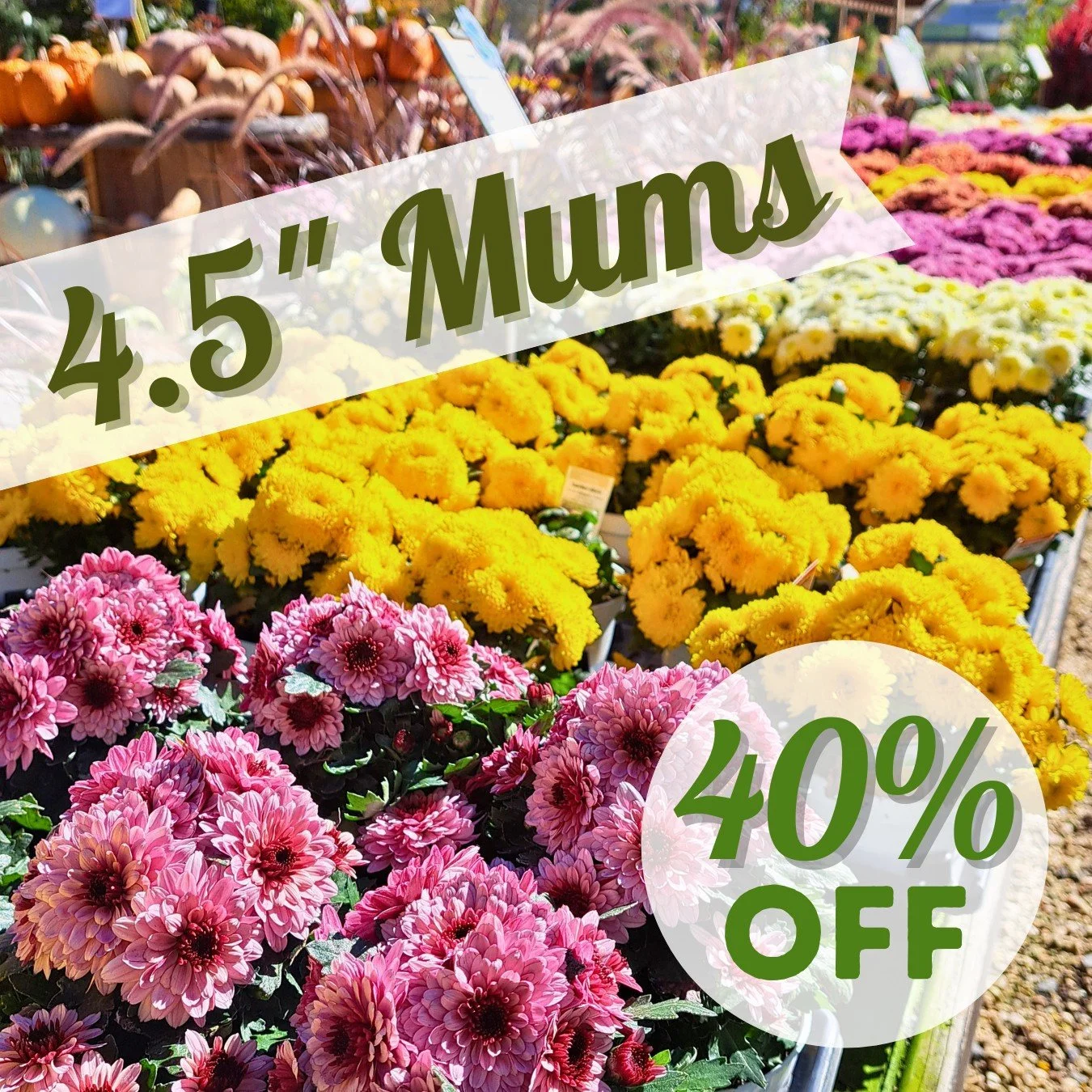 That’s right, folks! We’ve reduced the prices of our 4.5” annual mums!
It’s time to replace those mums that may be looking a bit tired with some that are in full bloom. While you’re here, check out all the other Fall de