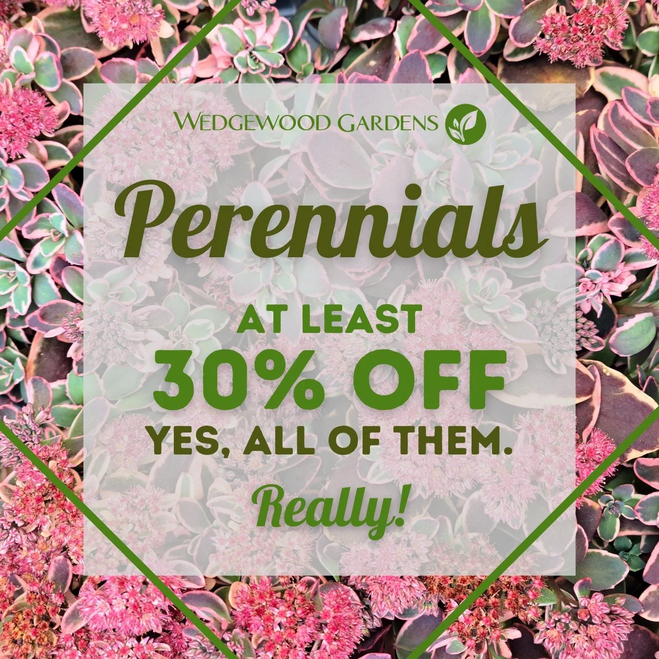 All Perennials are now at least 30% off at The Wedge, with some as low as 50% off!
Fall is a great time to plant perennials, as it gives them the whole winter to become established underground and save up energy for the big show in the Spring. Most