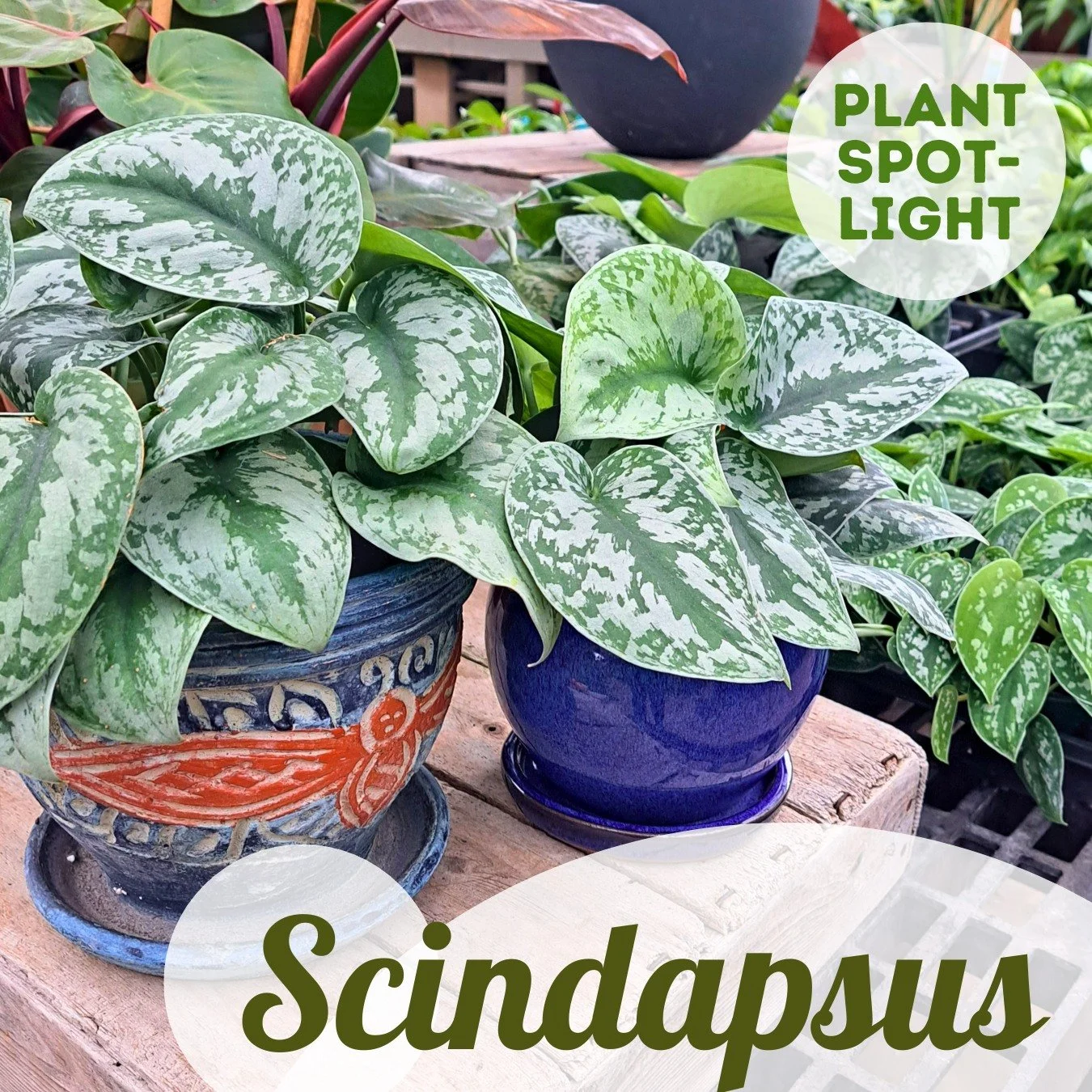 Plant Spotlight: Scindapsus
If you want to add some sparkle to your houseplant collection while still keeping everything low maintenance, consider a Scindapsus! These guys look a lot like pothos, but most varieties have glitzy silver variegation or