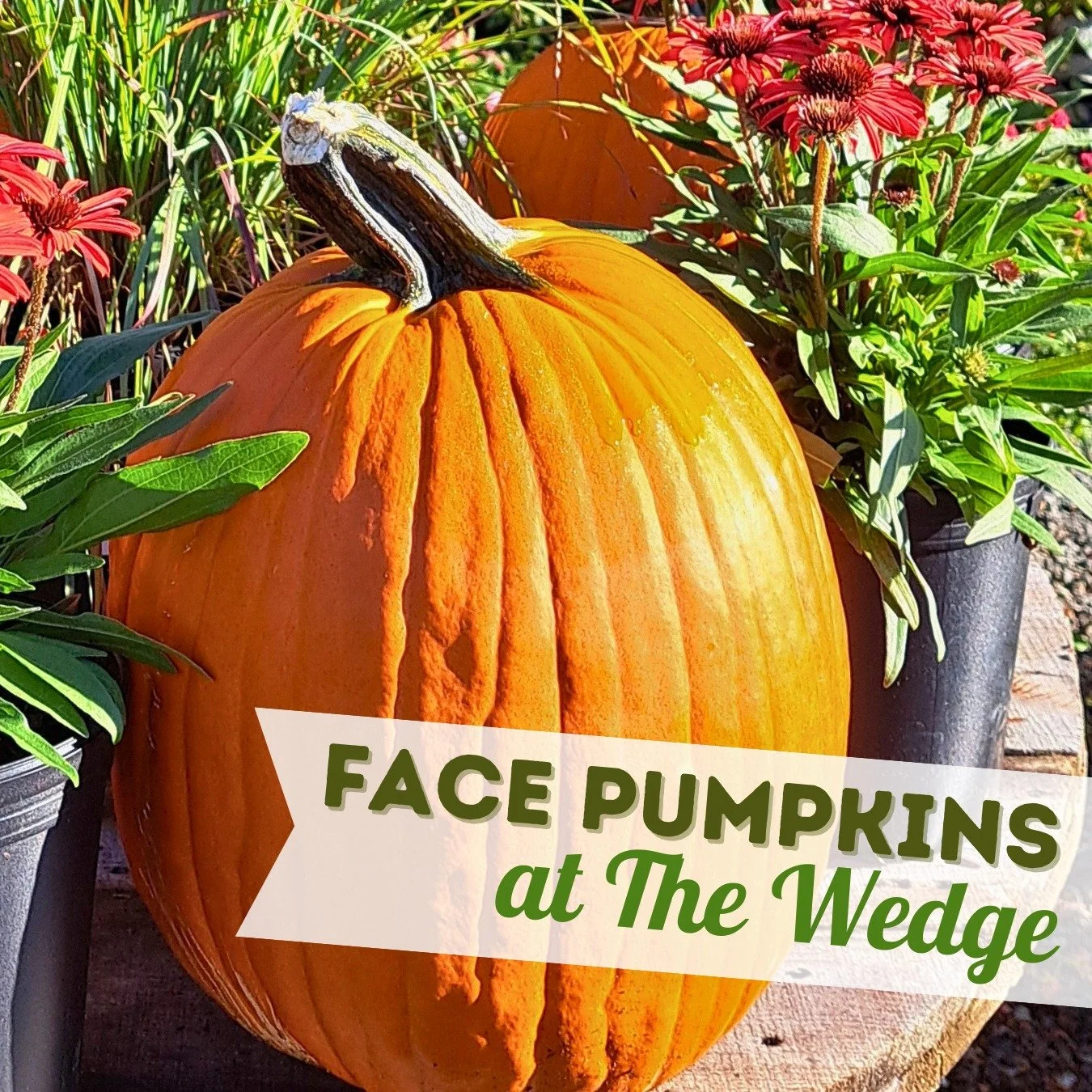 It’s Time for Face Pumpkins!
Did you know…
🎃 There are 45 varieties of pumpkins and you can carve a Jack-o-Lantern from any of them.
🎃 Pumpkins are actually fruits, and each one contains about 500 seeds.
🎃 Once they sprout, pumpkins