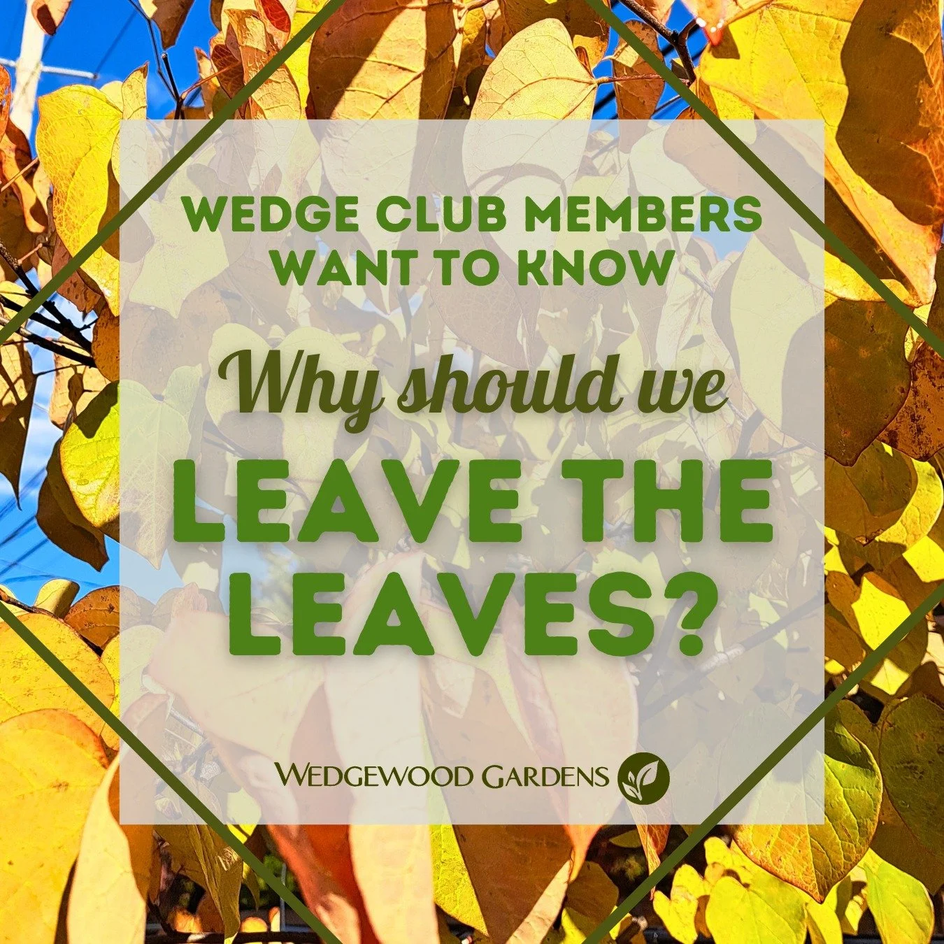 Wedge Club Members want to Know: Why should we “Leave the Leaves”?
We’re big fans of pollinators and other native animal species here at Wedgewood, so it seems fitting that some of you have approached us with this question!
Think