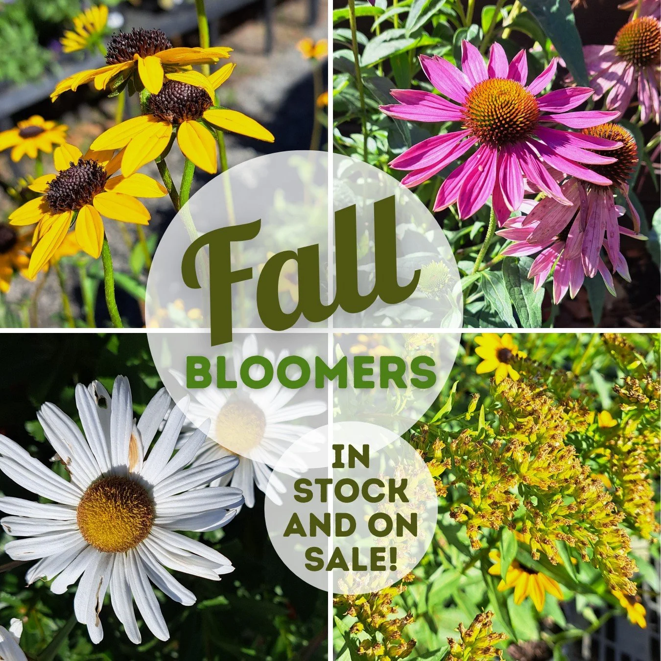 Interested in picking up some Fall-blooming perennials? We’ve got you covered! Here are our current favorites:
🍁 Rudbeckia (aka Black/Brown Eyed Susan). With its bright golden yellow petals and deep dark centers, rudbeckia is easily recognize