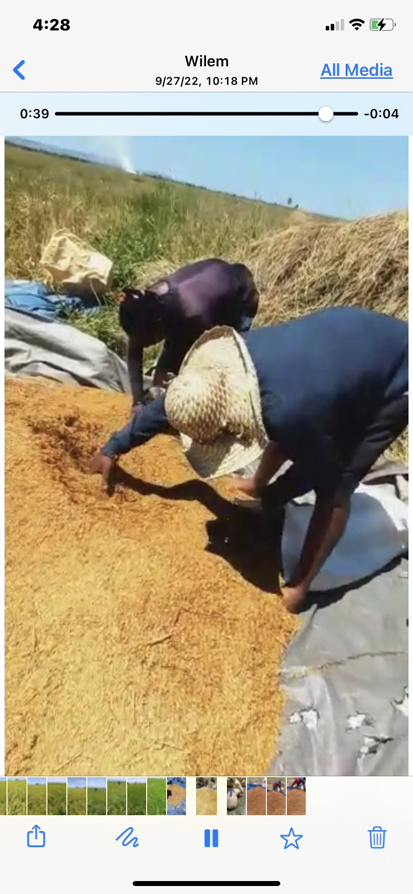 7. bagging the rice from the fields.PNG
