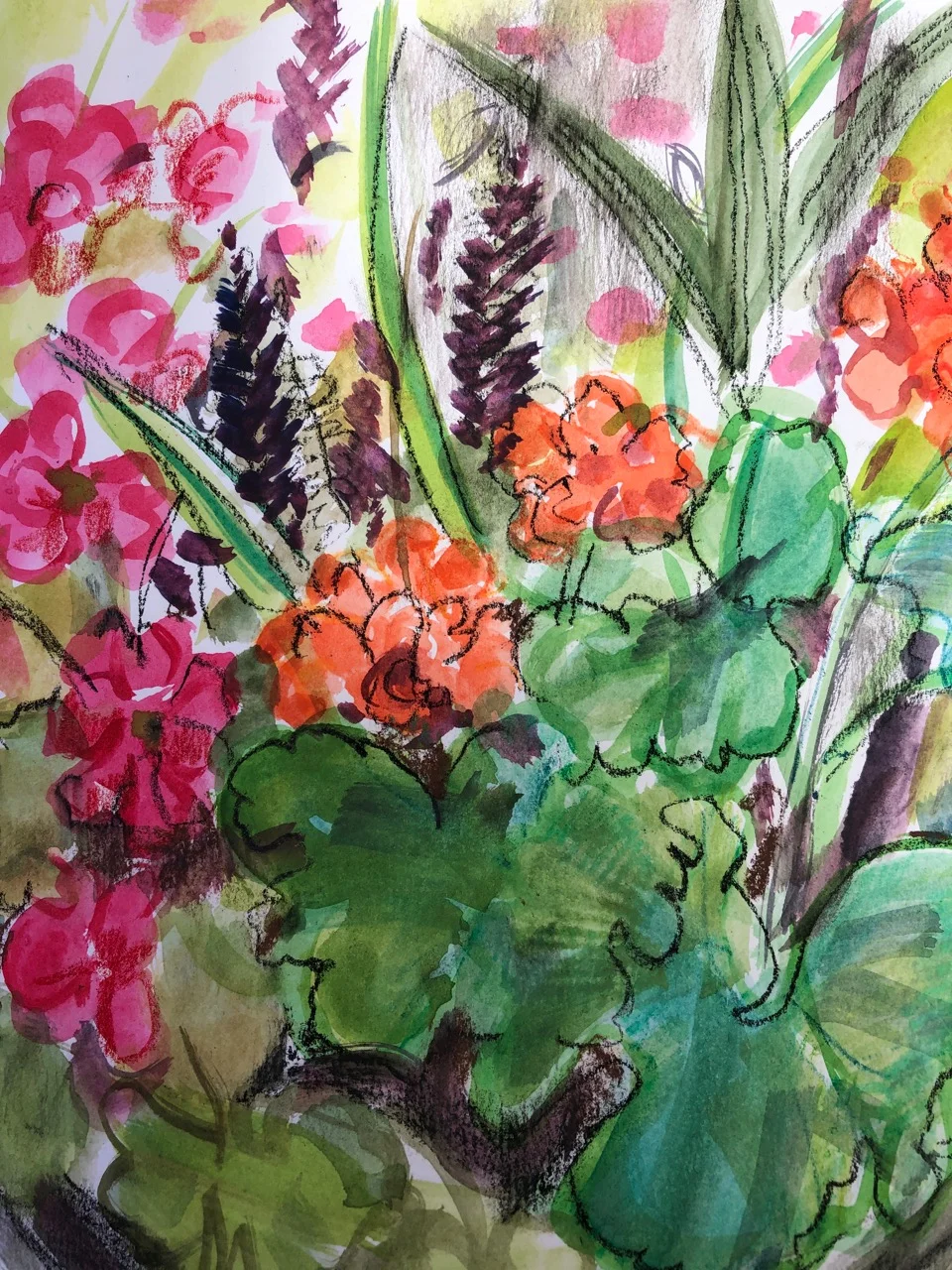 Geraniums in January, Costa Rica