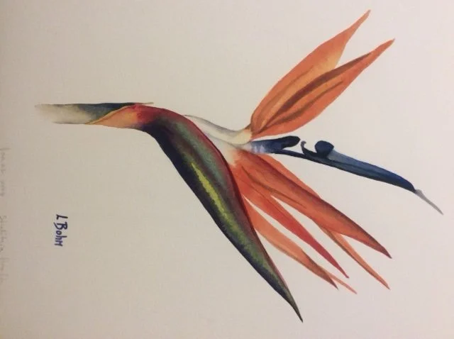 Leslie Bohm, Strelizia, 16x20, watercolour, $400.jpg
