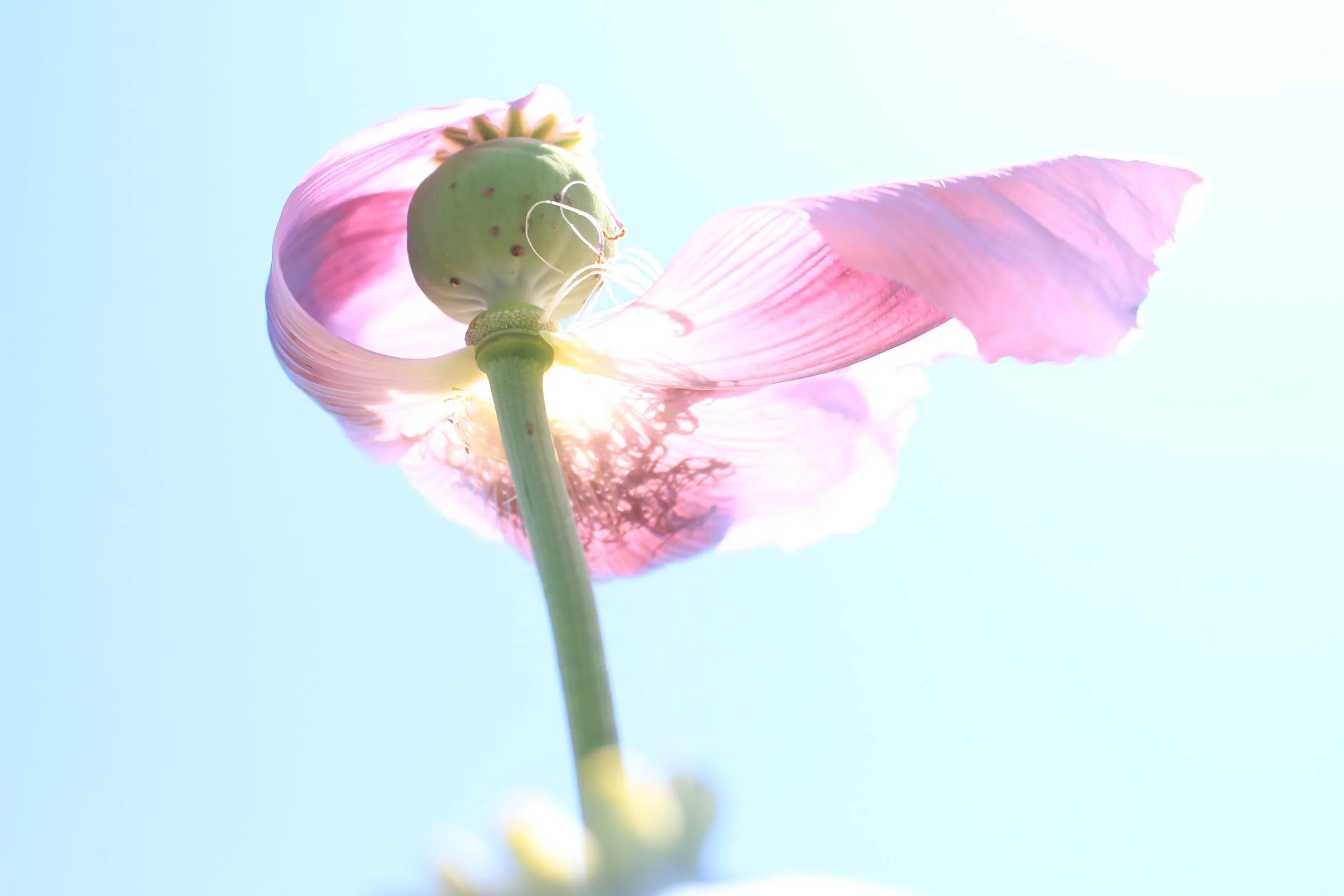 jtimberlake_purplepoppy _24”x36”_photography.jpg