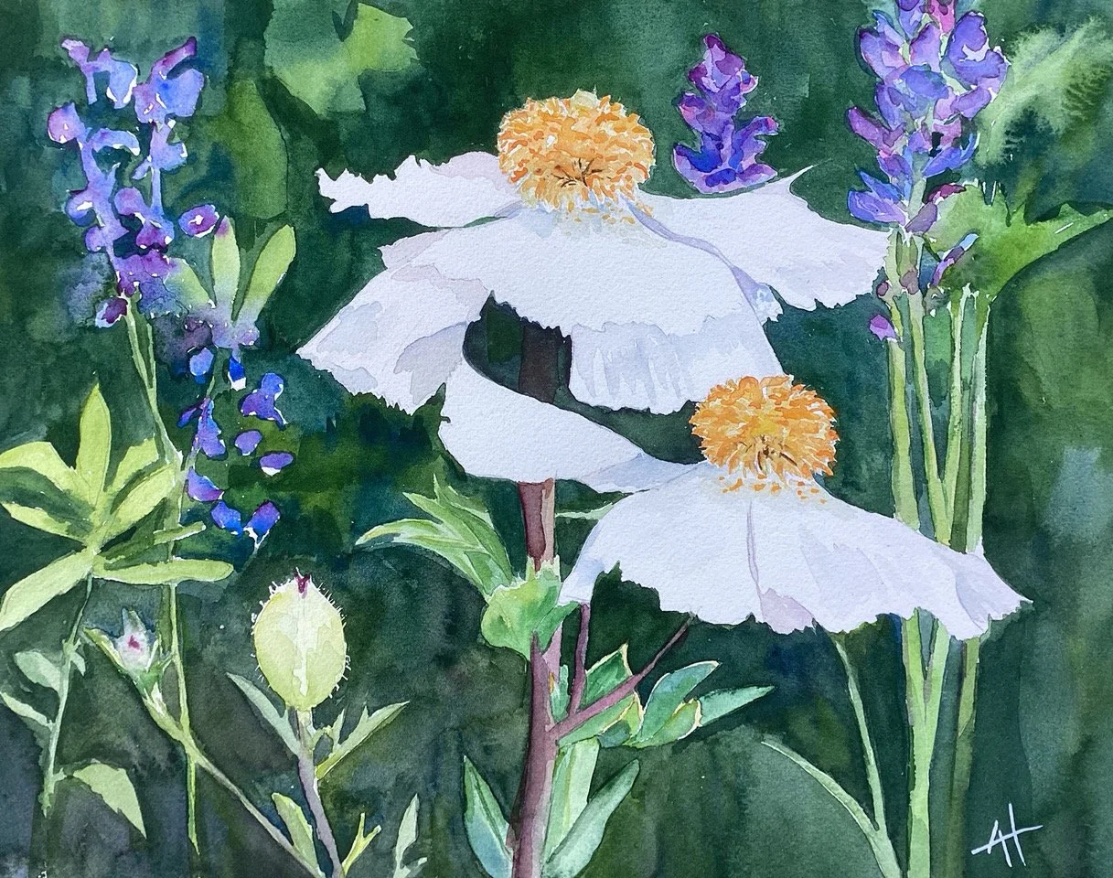 ahilton_Poppies!_16_x20__watercolour.jpeg