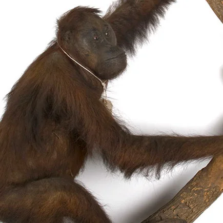 'Alfred Russel Wallace' with Hana Ayoob