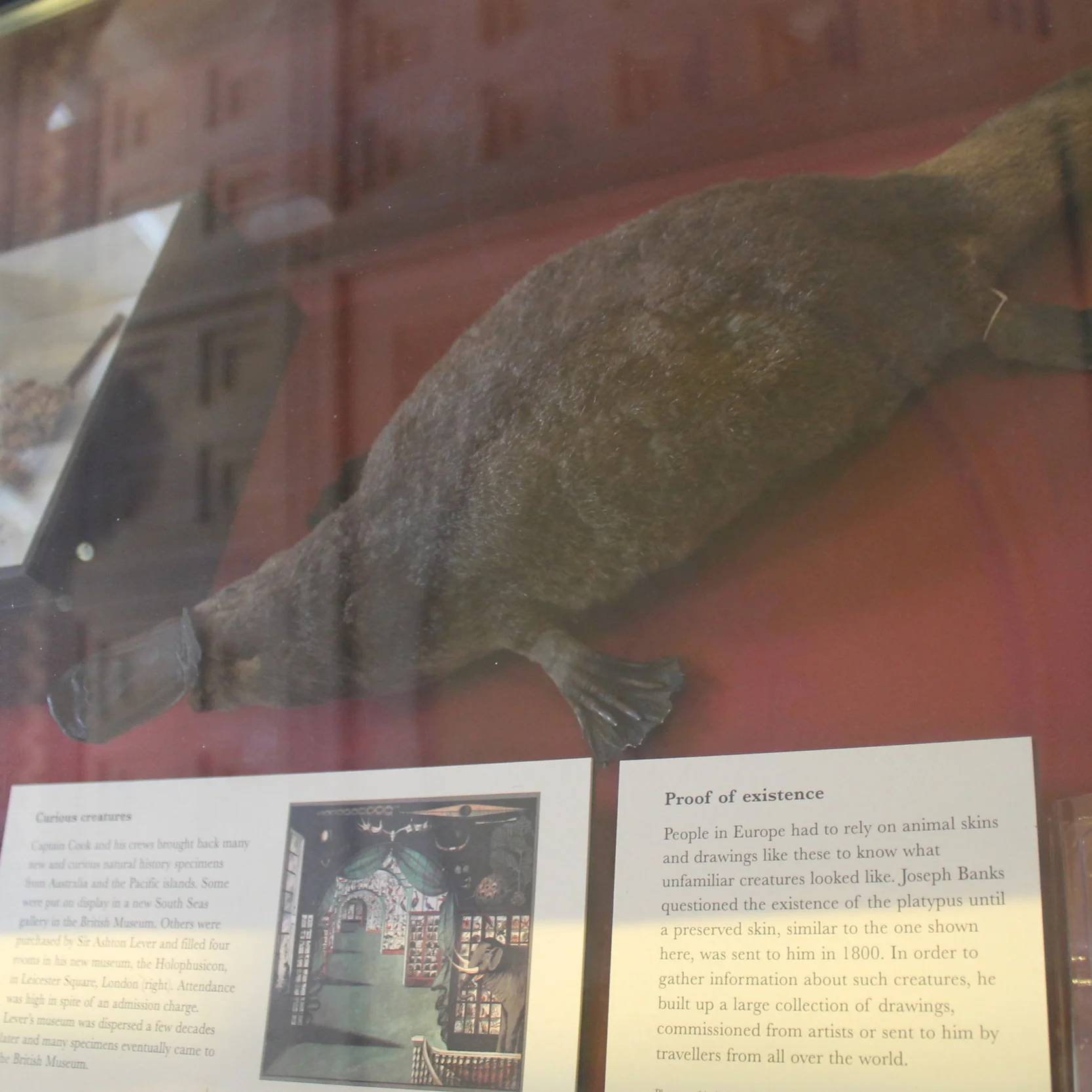 'Curious Creatures' with Alice Procter