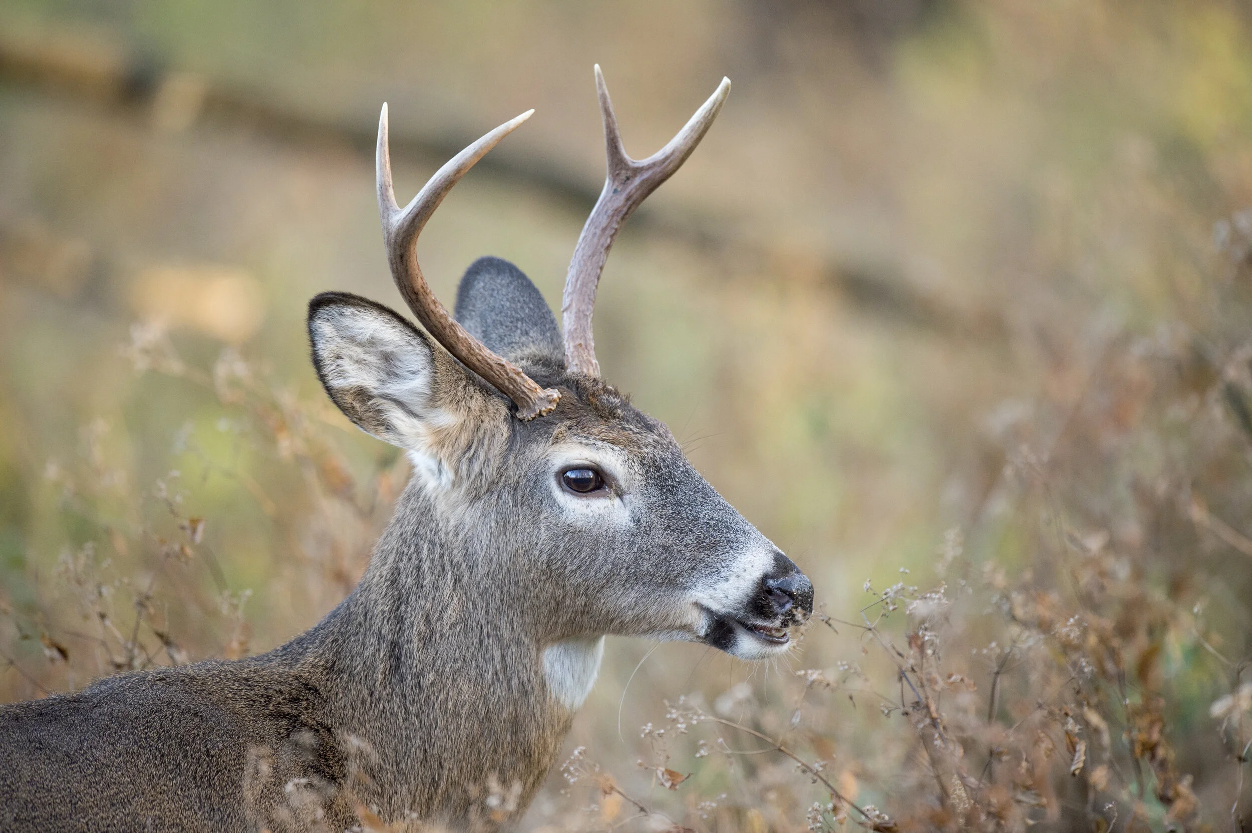 Hunting with Tommy: Part 2