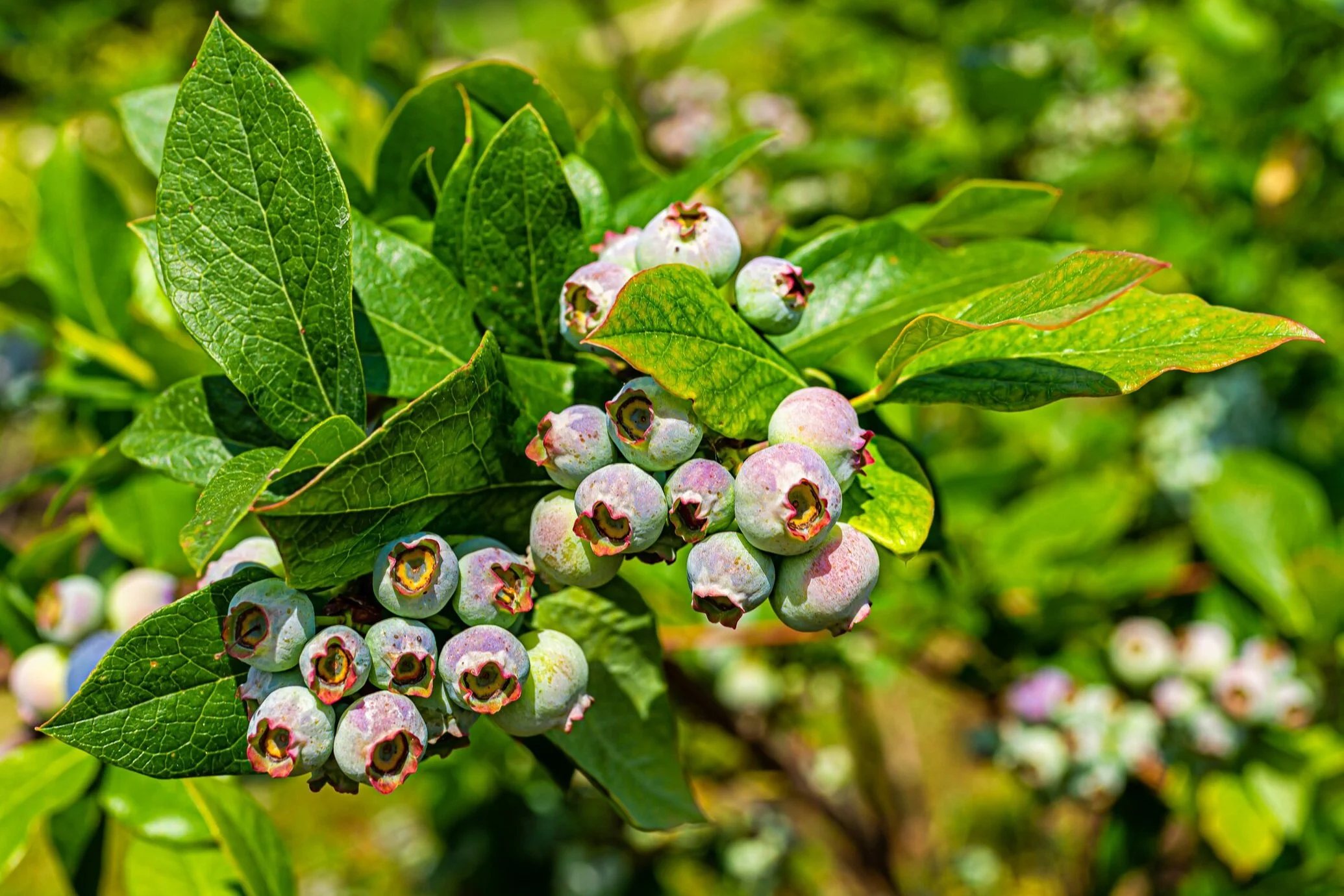 Wild Blueberries