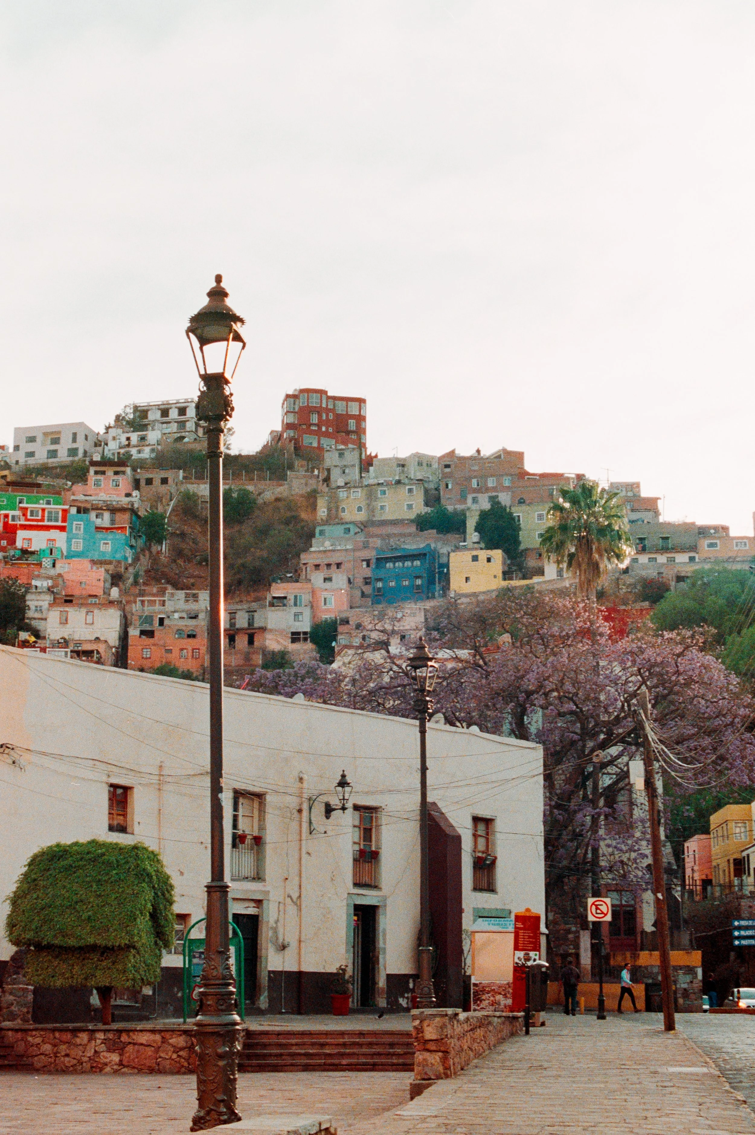 Urban scene with colorful hillside houses, lampposts, palm tree, and blossom trees.