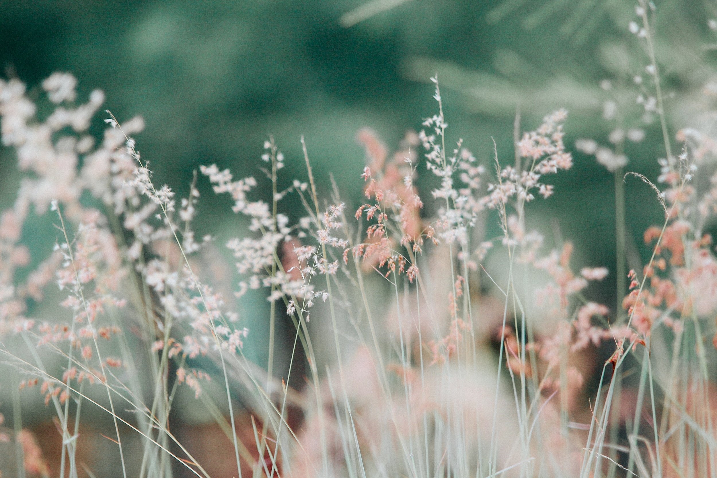 SageGrasses.jpg