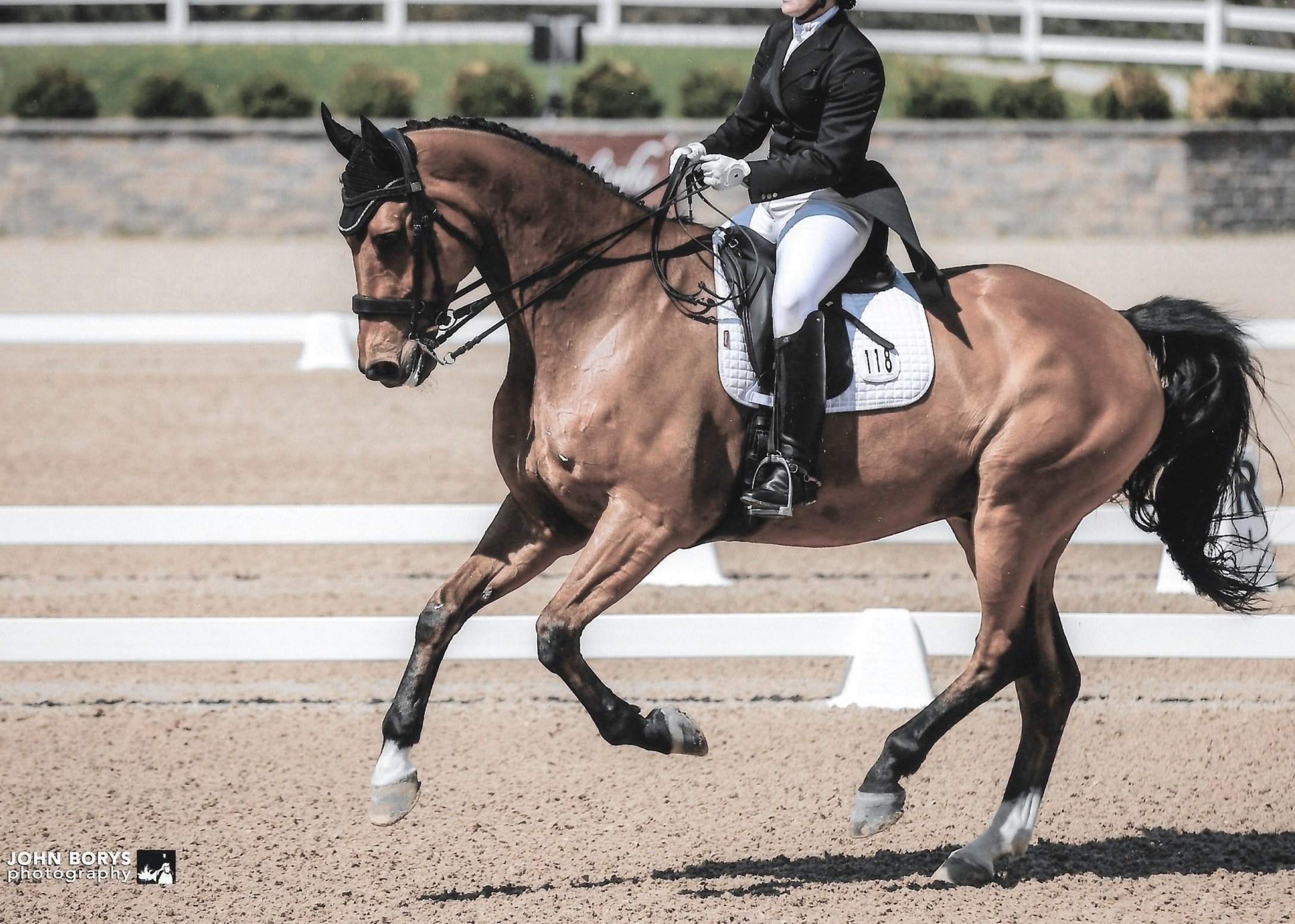 Equine Performance and Sports Medicine