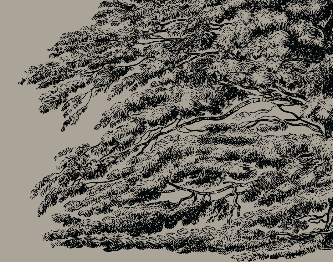 Cedar Background.png