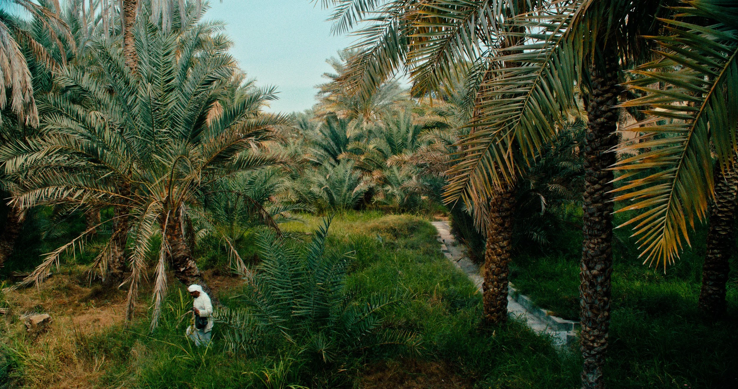 Palm: Mother Of Trees / EP02 / THE WAY OF OUR ANCESTORS