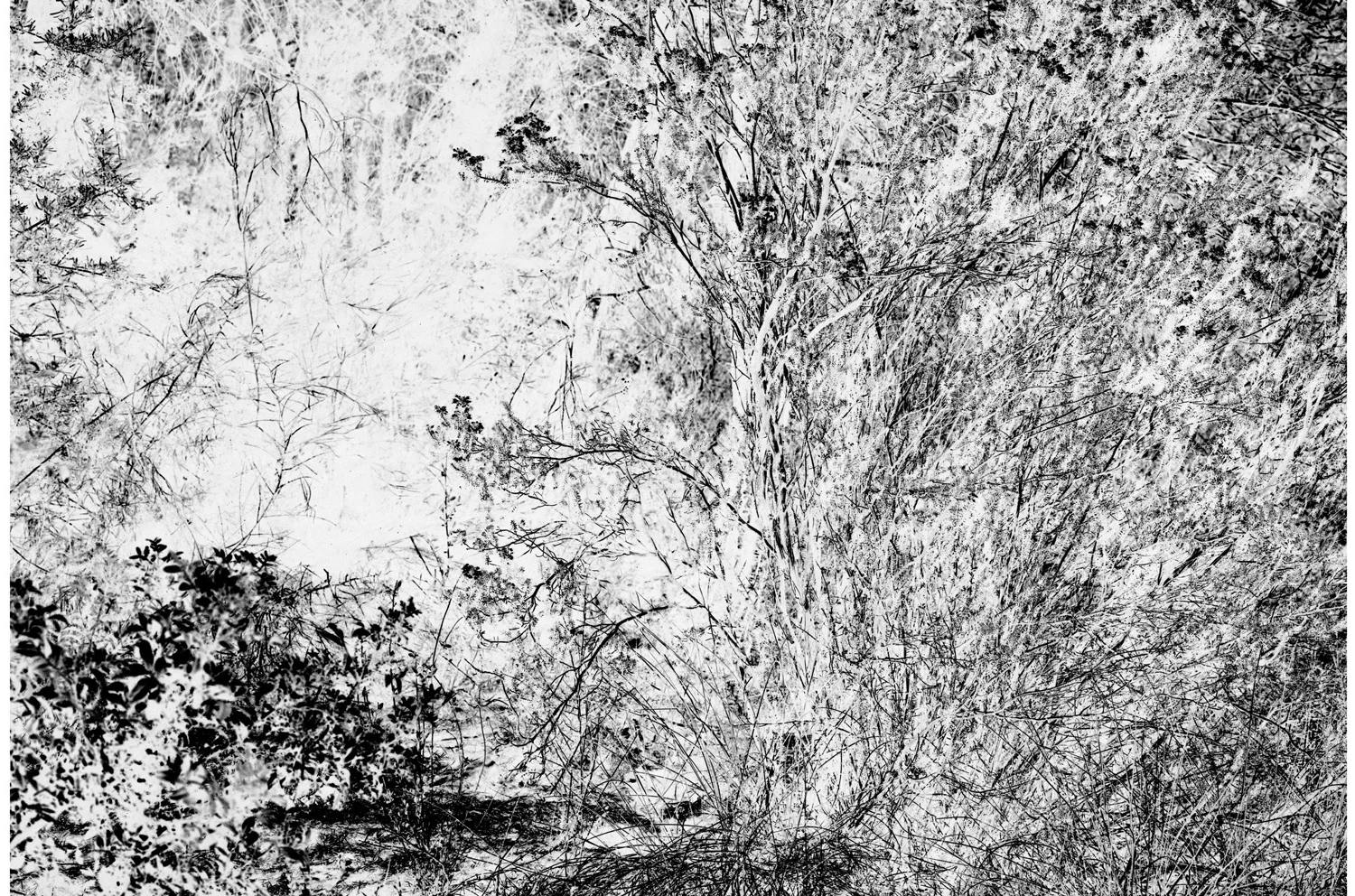 Lyrical-Landscape5.jpg