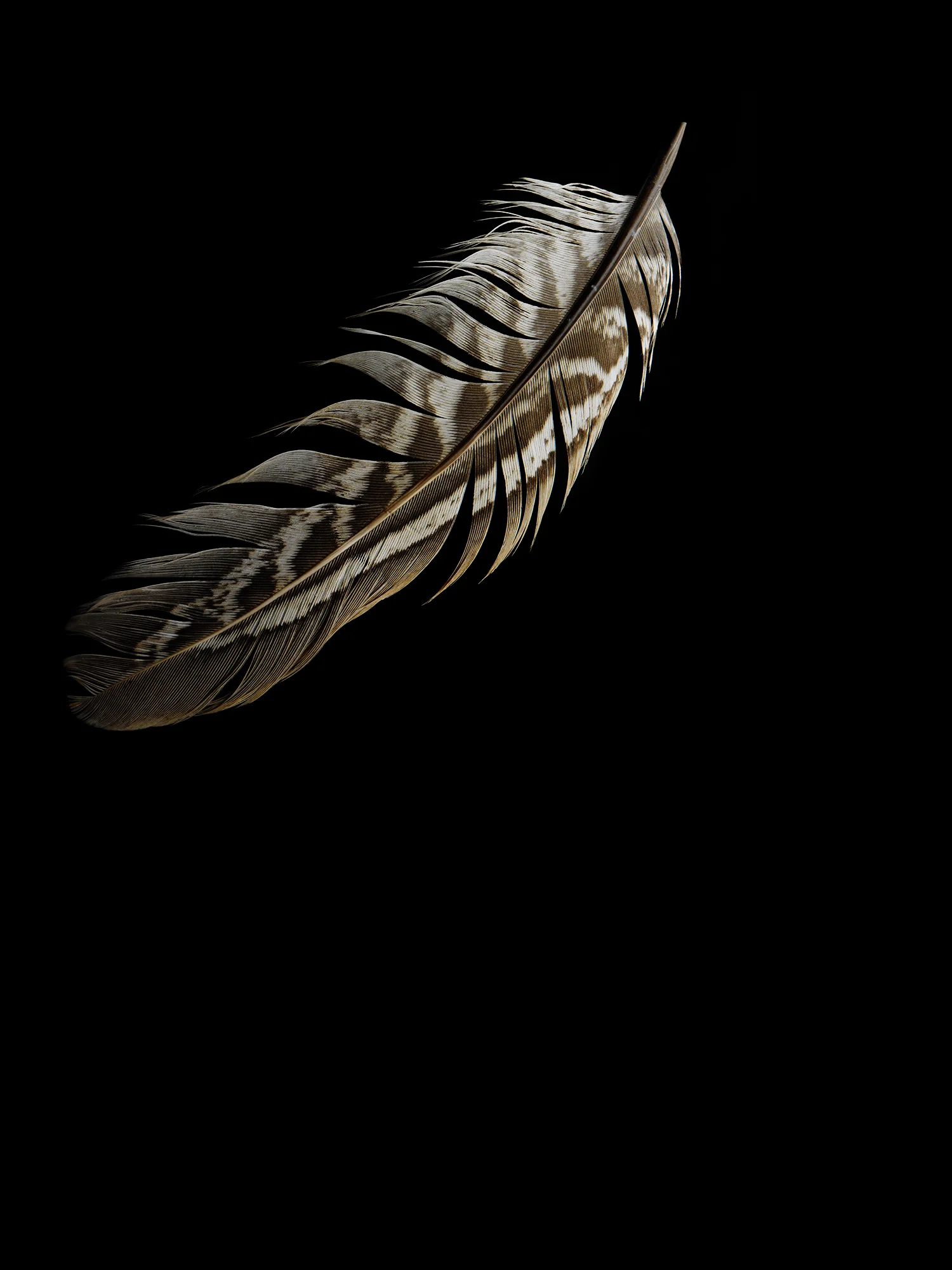 fallingfeather-4.jpg