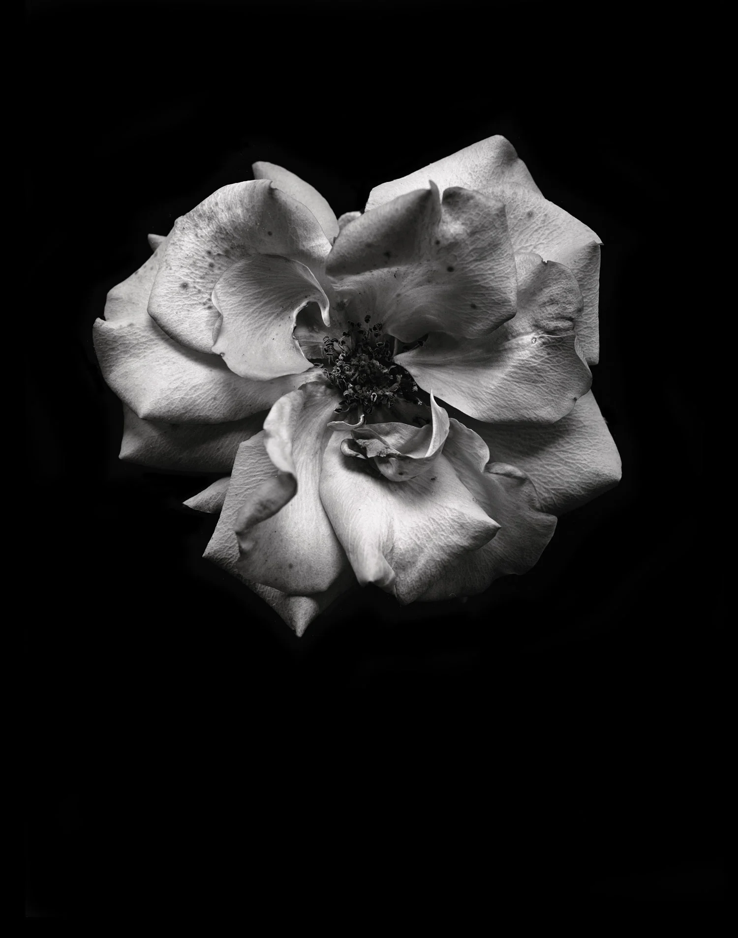 rose6D.jpg