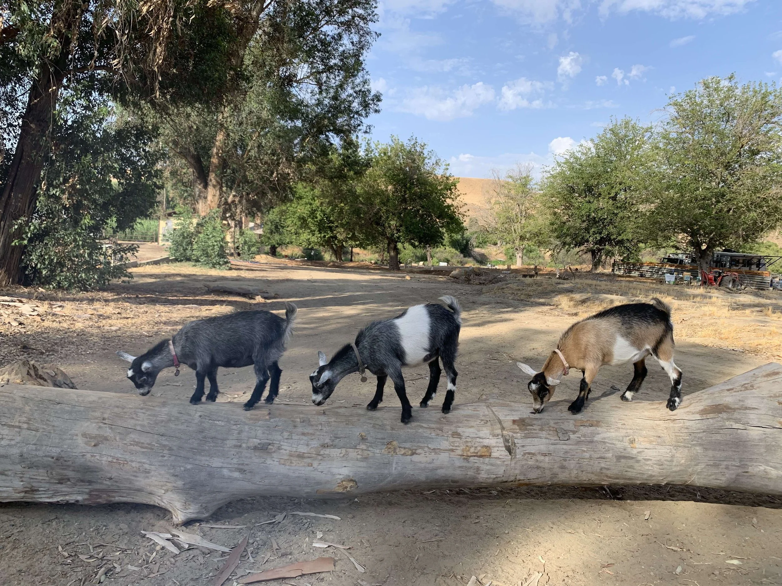 Volunteer Day and Goats 3rd Birthday Party