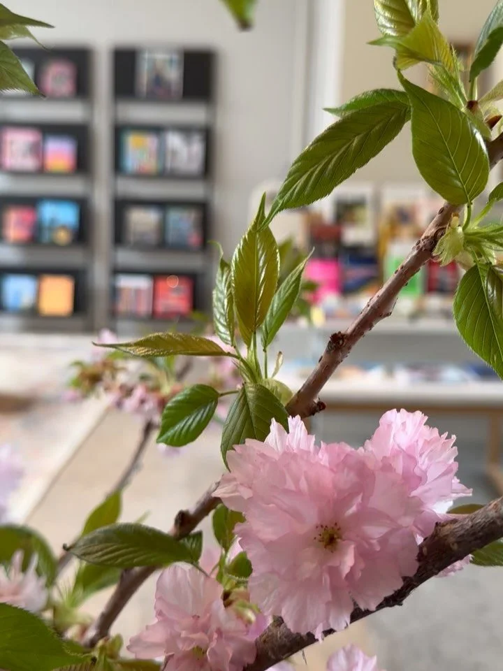 Spot the bookshop through the cherry blossoms 

Hello!