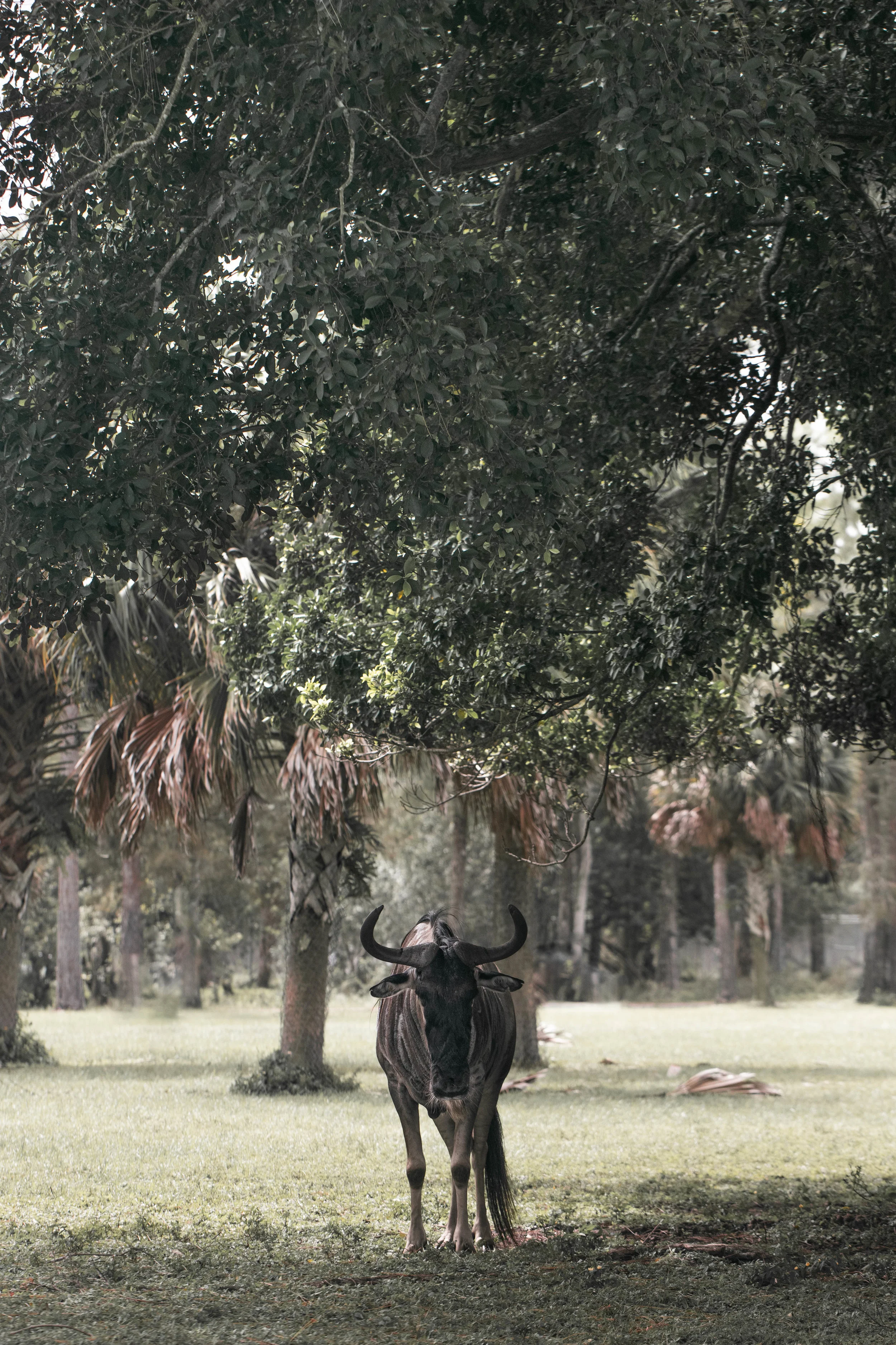 Lion Country Safari