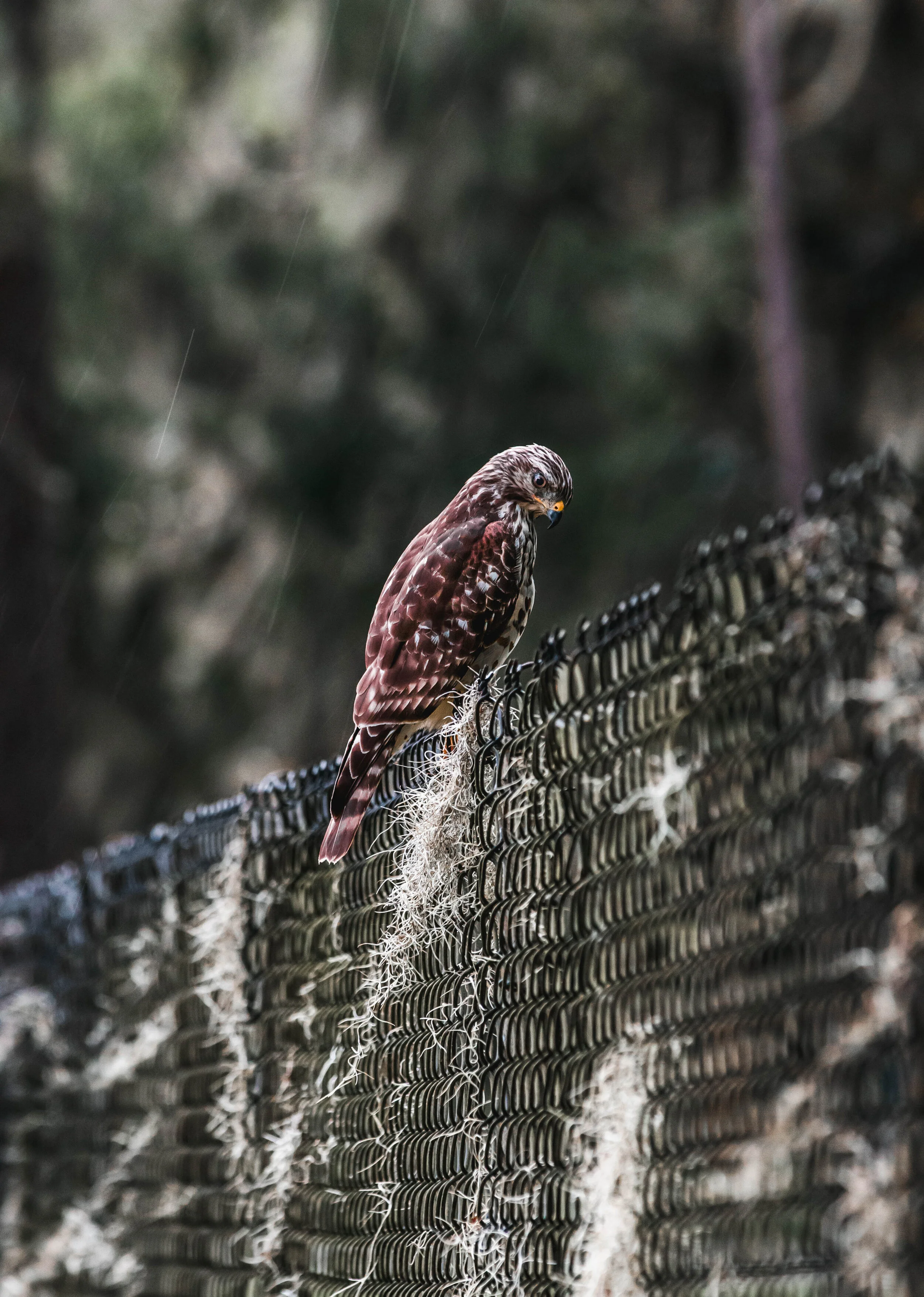 Hawk.jpg
