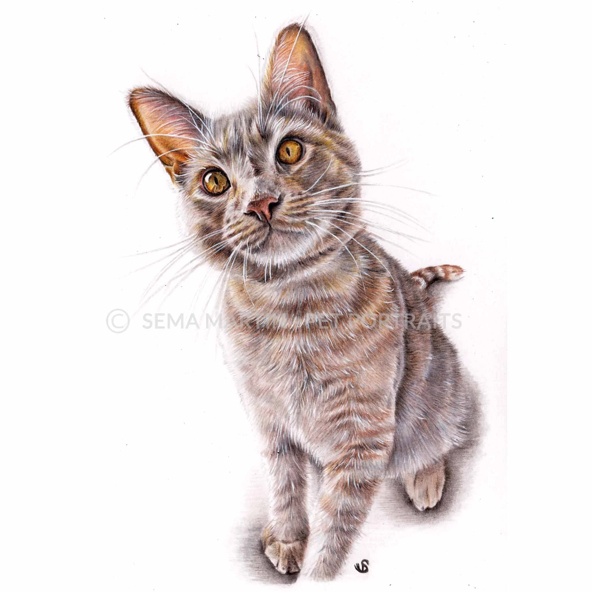 'Leo' - USA, 5.8 x 8.3 inches, 2018, Colour Pencil Cat Portrait by Sema Martin