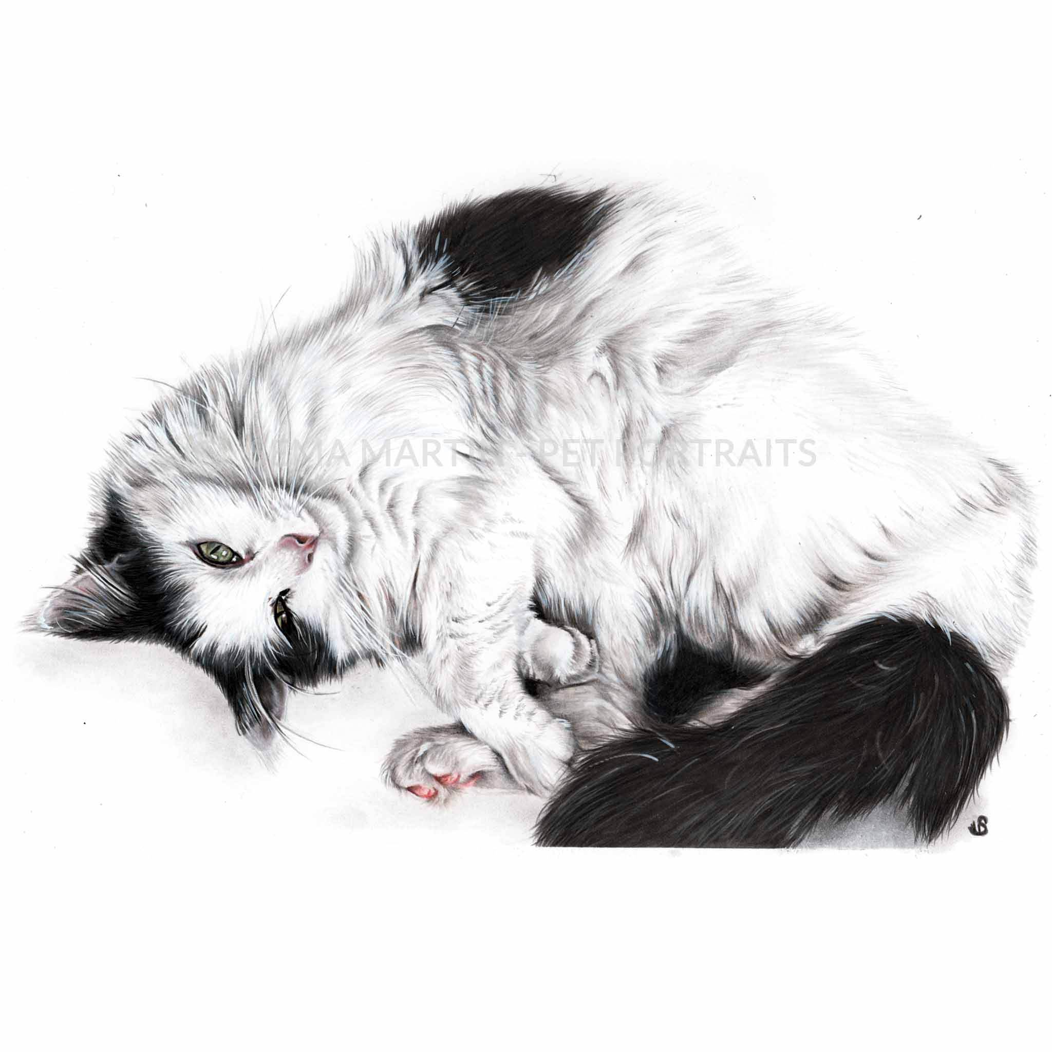 Drawing of Mr Wiggles the black and white cat from New Zealand (Copy)