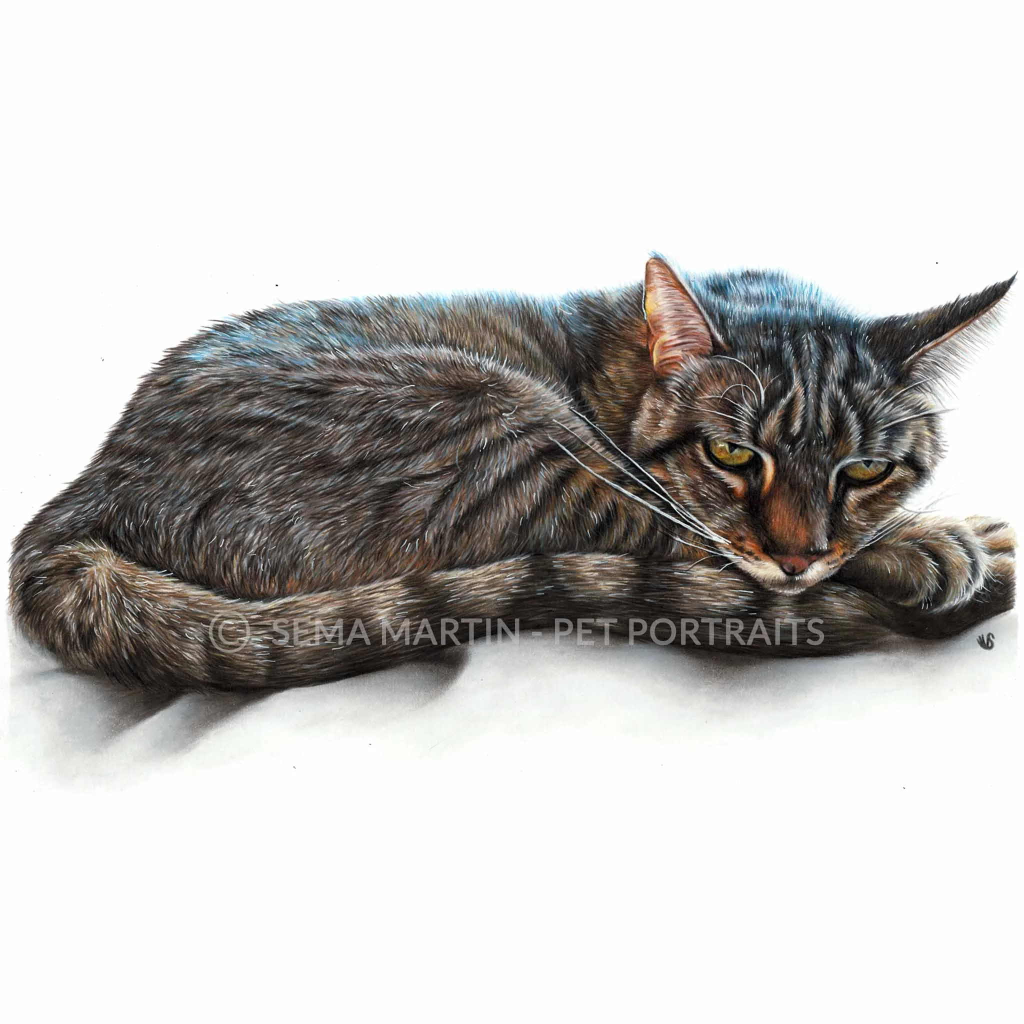 'Bruce' - USA, 8.3 x 11.7 inches, 2018, Colour Pencil Cat Portrait by Sema Martin