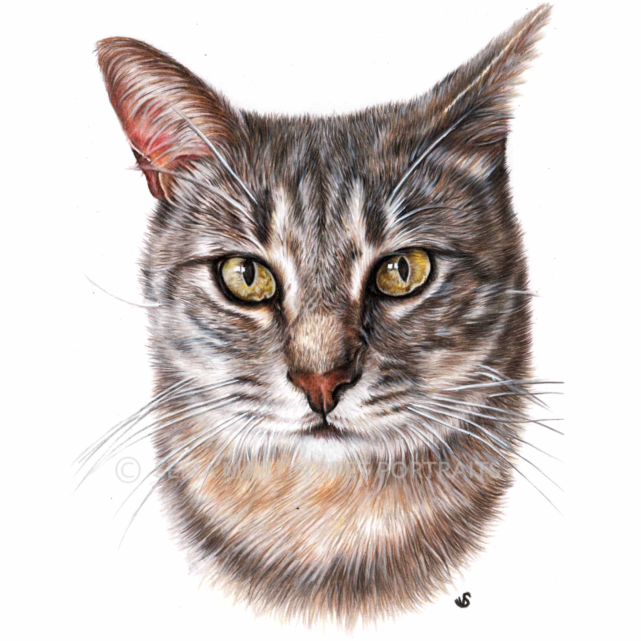 Drawing of Jeriko the silver tabby cat from Spain (Copy)