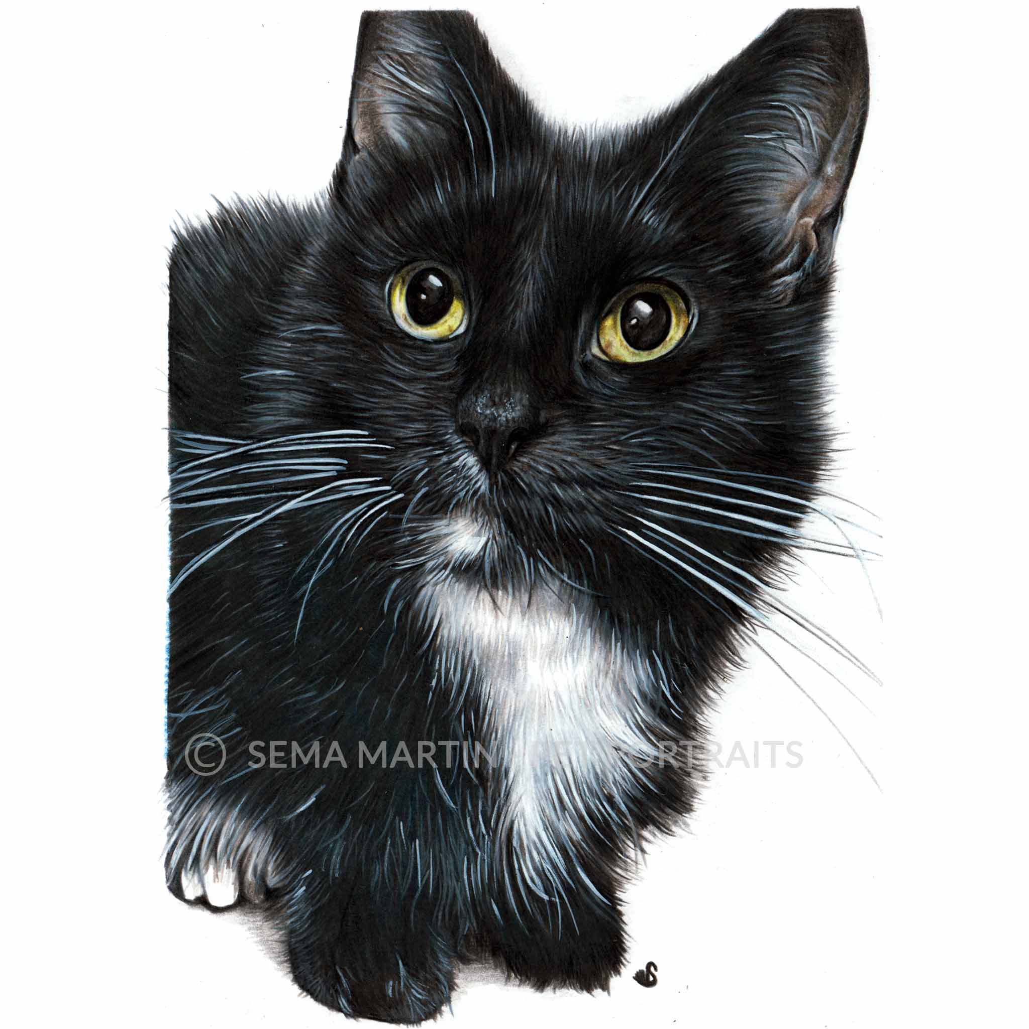 Drawing of Charlie the tuxedo cat from USA (Copy)
