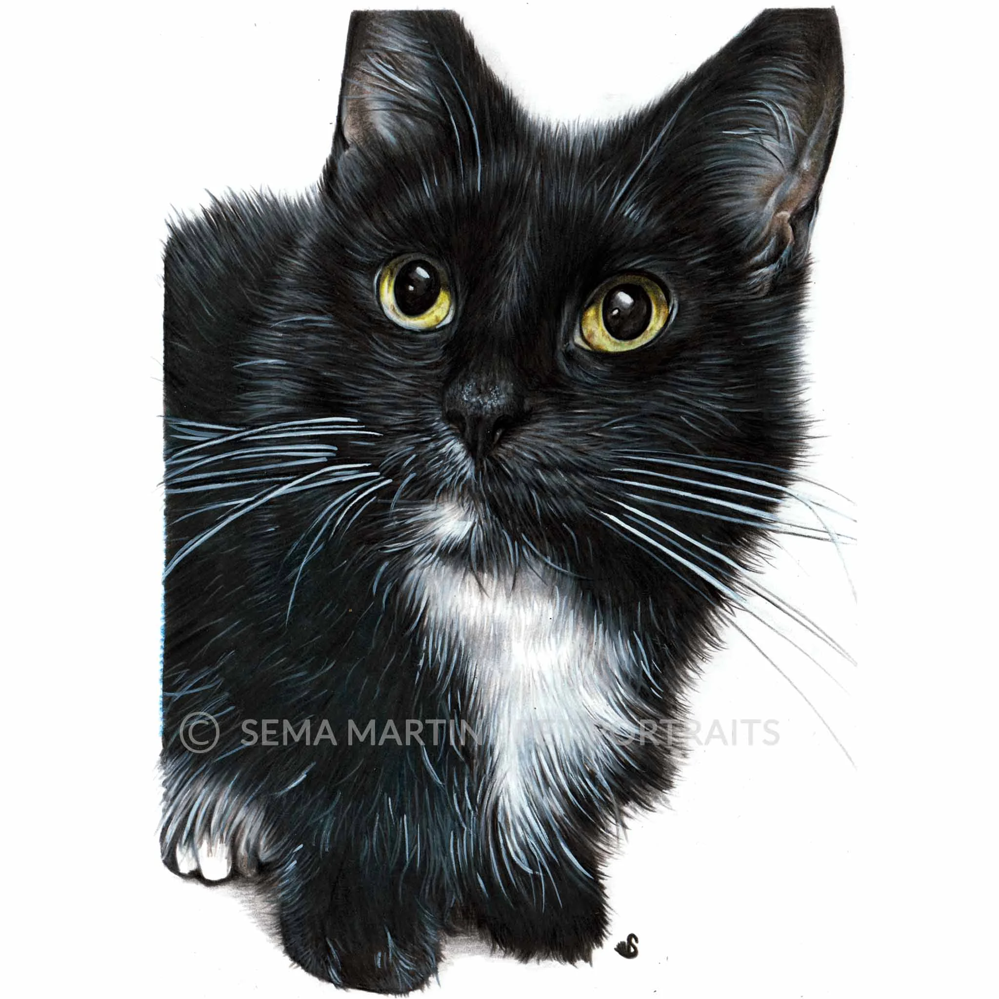 'Charlie' - USA, 5.8 x 8.3 inches, 2018, Colour Pencil Cat Portrait by Sema Martin