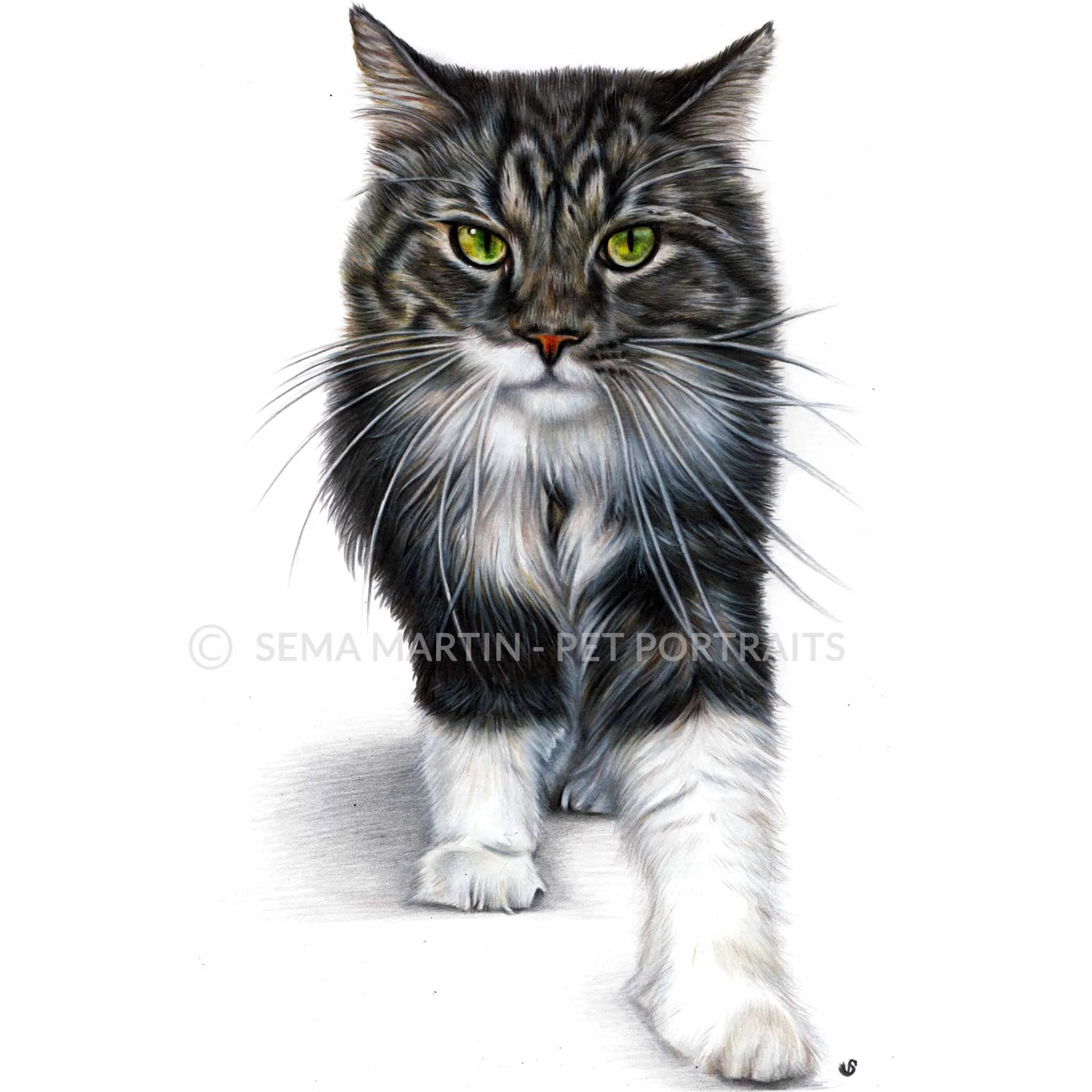 'Megatron' - USA, 8.3 x 11.7 inches, 2018, Colour Pencil Cat Portrait by Sema Martin