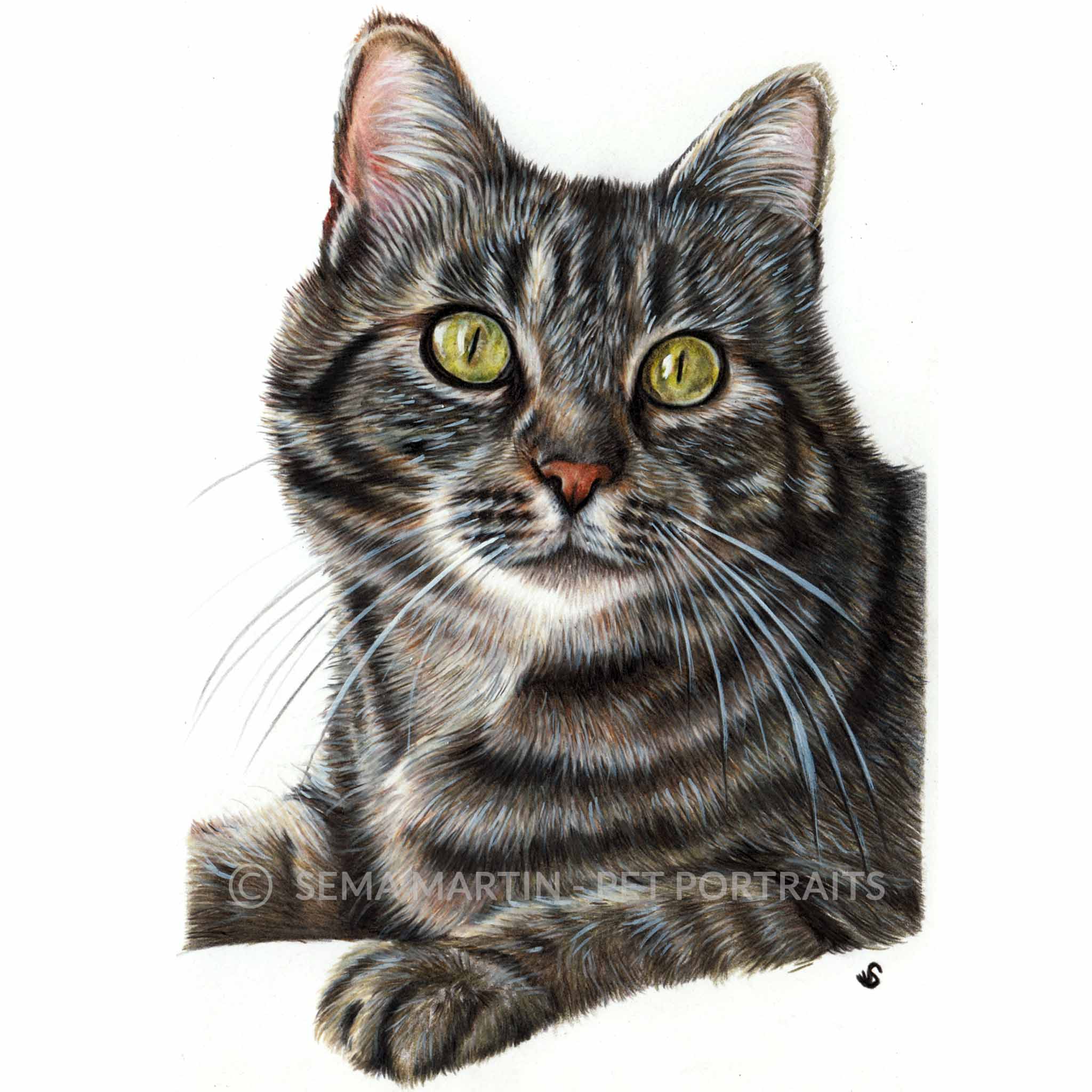 Drawing of Belle the tabby cat from Australia (Copy)