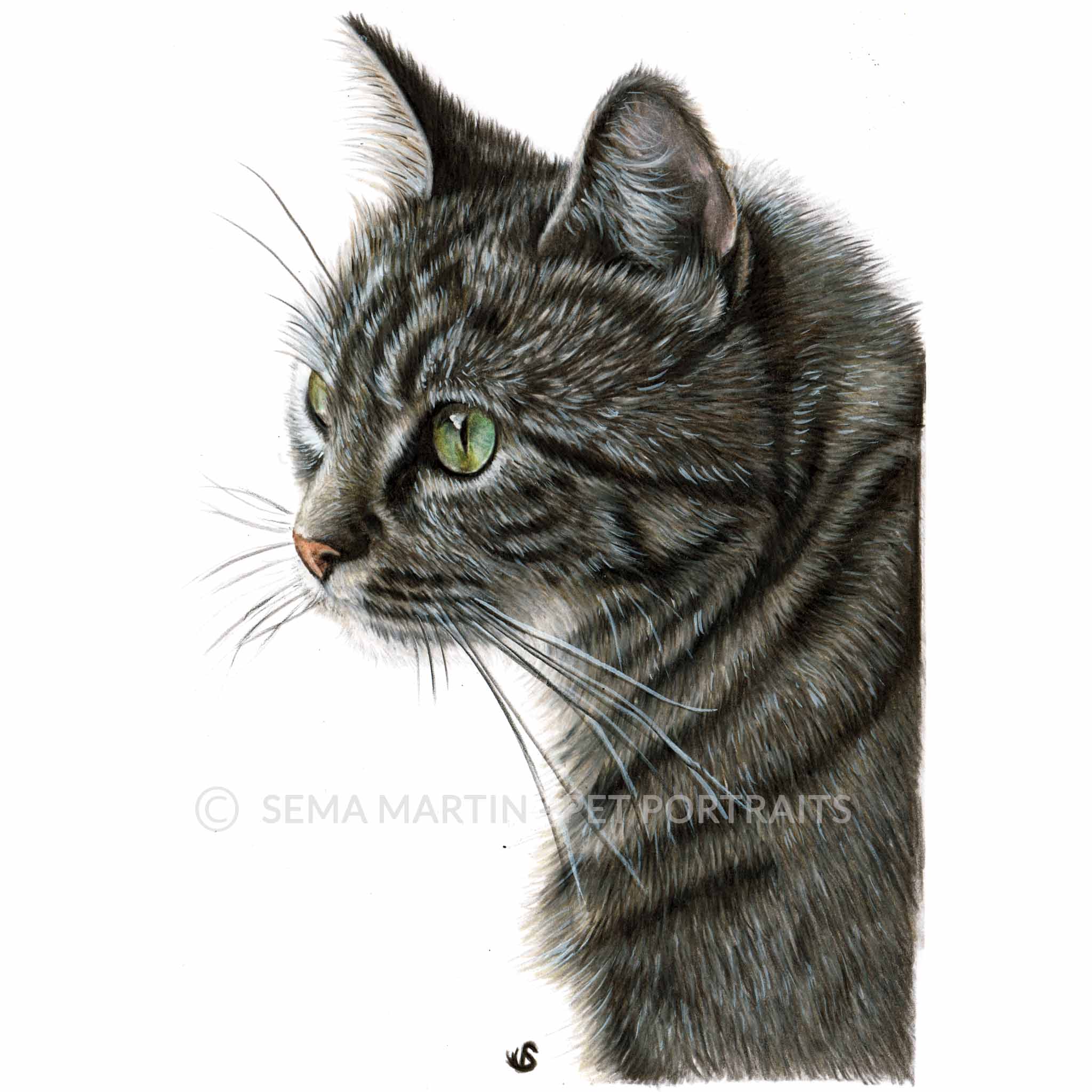 Drawing of Belle the tabby cat from Australia (Copy)