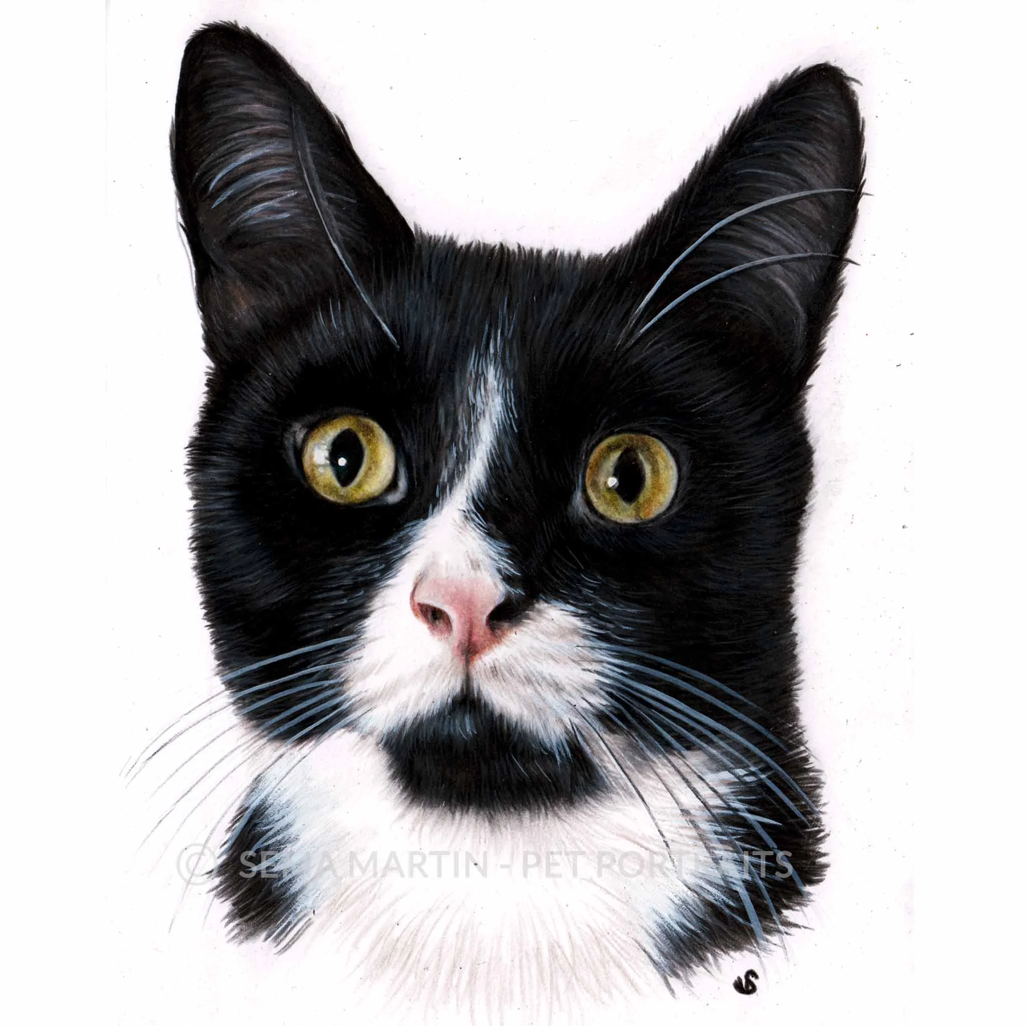 'Freddie' - UK, 5.8 x 8.3 inches, 2018, Colour Pencil Cat Portrait by Sema Martin