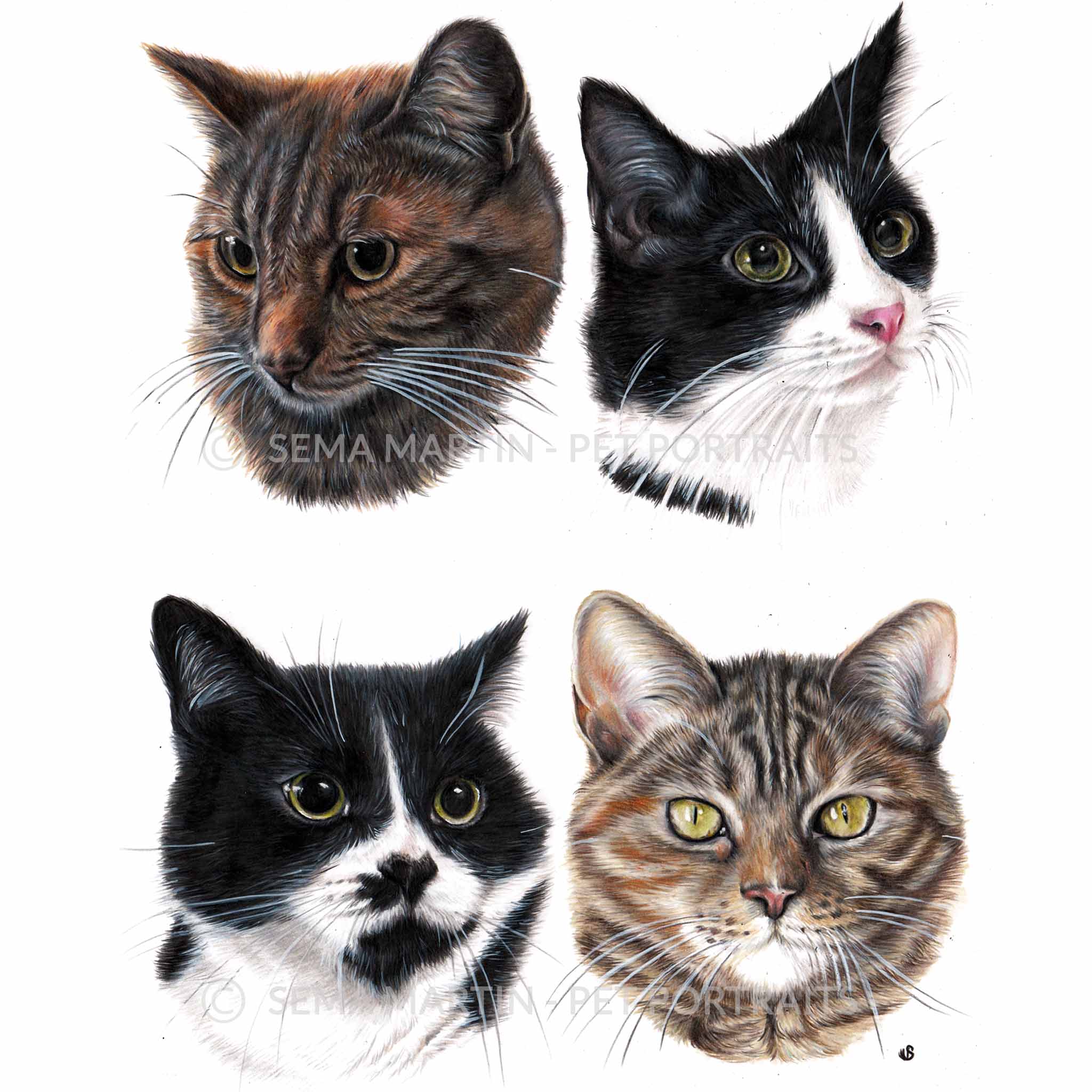 Drawing of two tuxedo cats and two tabby cats from USA (Copy)