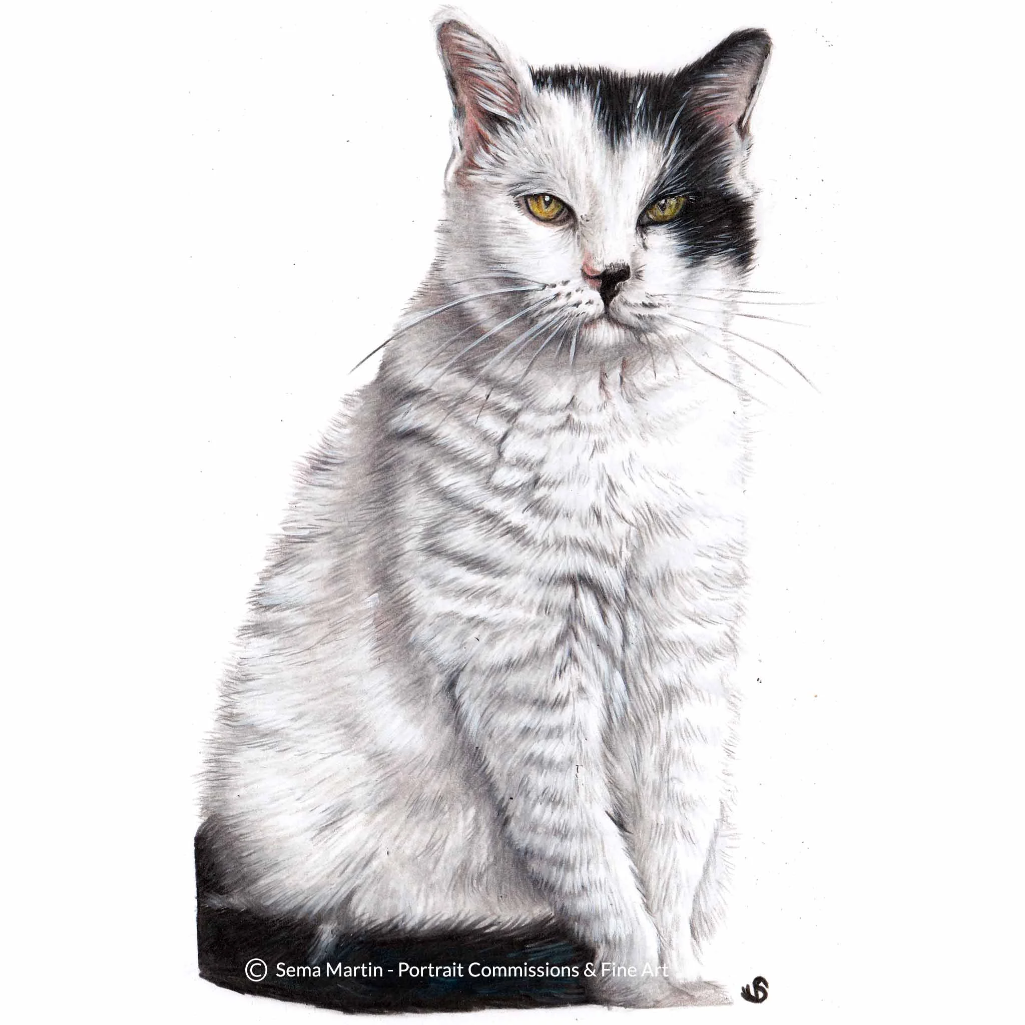 'General Wedge Antilles', USA, 5.8 x 8.3 inches, 2018, Colour Pencil Cat Portrait by Sema Martin