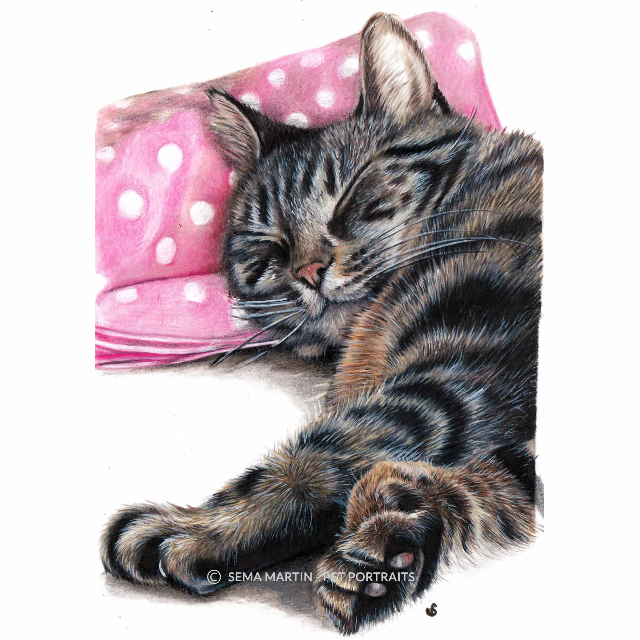 'Belle' AUS, 5.8 x 8.3 inches, 2018, Colour Pencil Cat Portrait by Sema Martin