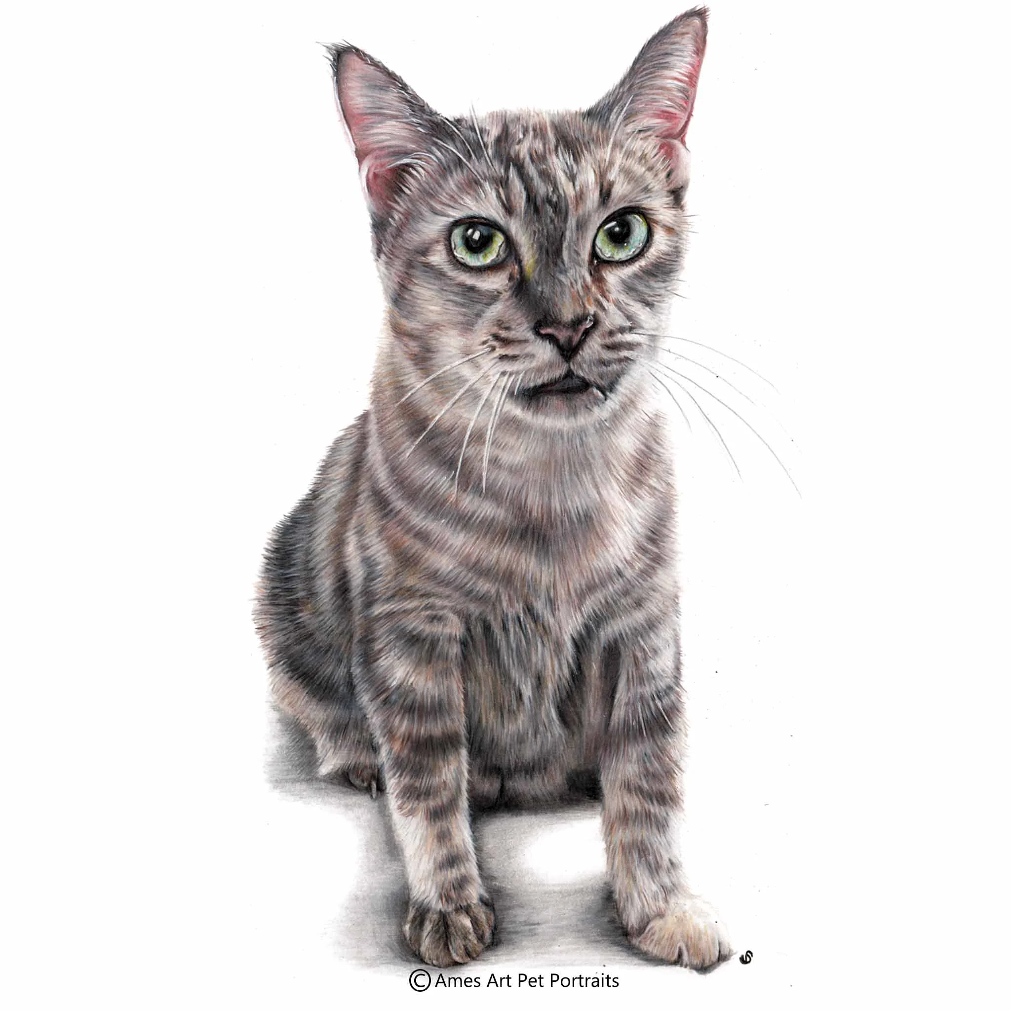 'Buddy' - Singapore, 11.7 x 16.5 in, 2017, Colour Pencil Cat Portrait by Sema Martin