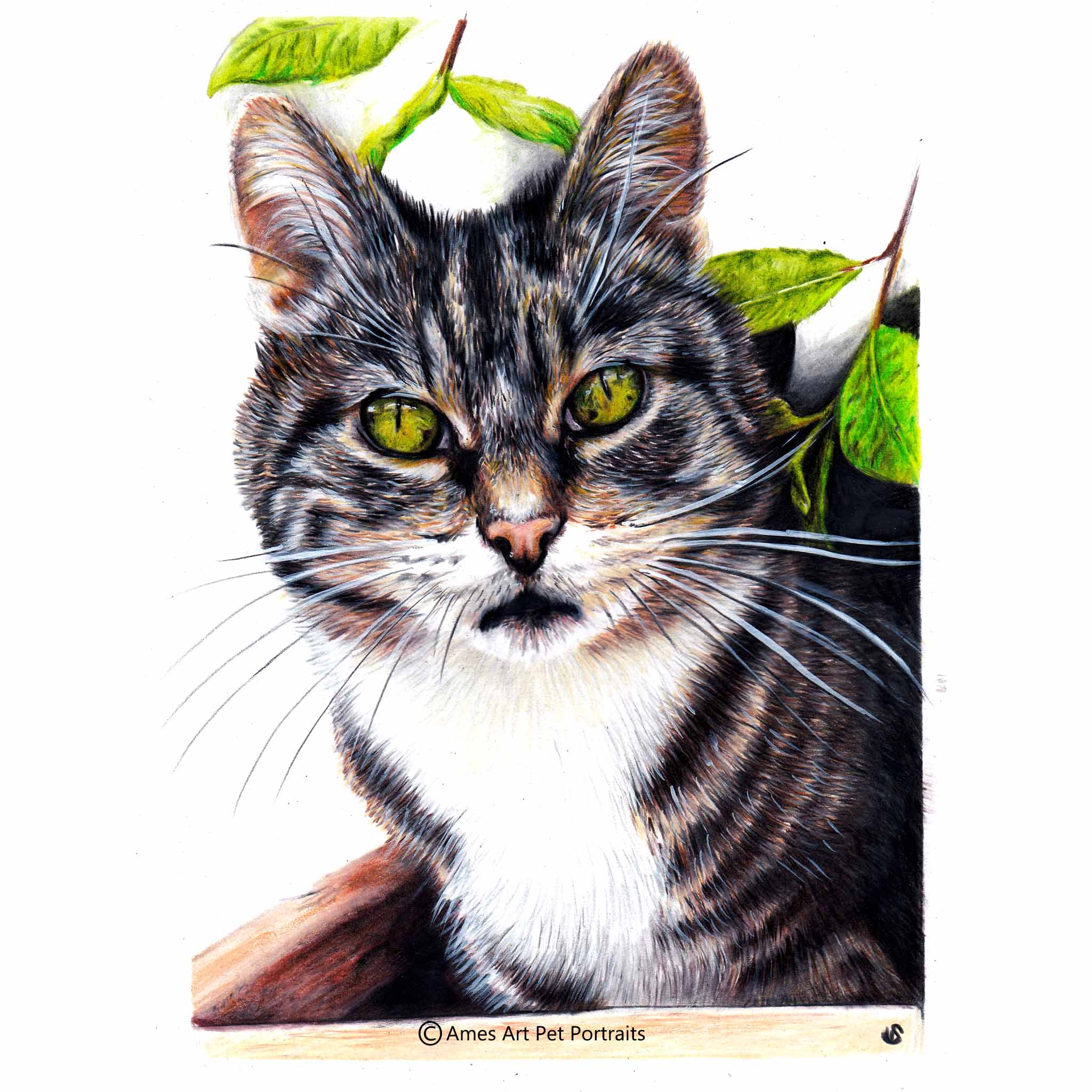 Drawing of Jess the tabby cat from Ireland (Copy)